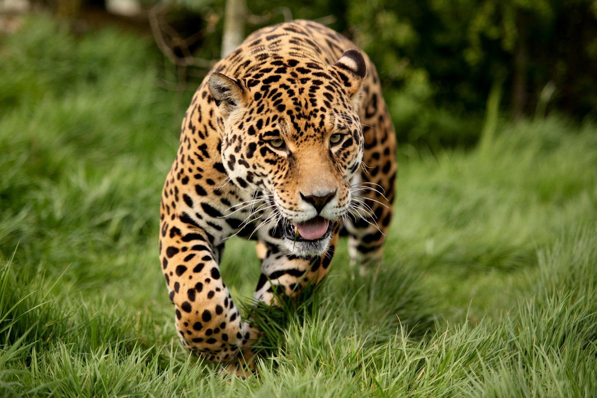 panther, animals, green, 1080P, running, geaas, HD Wallpaper