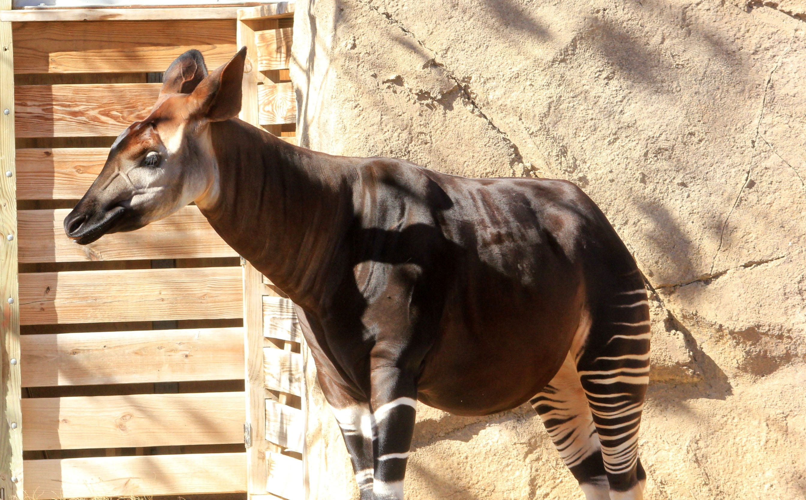 domestic animals, domestic, mammal, outdoors, okapi, vertebrate, wall - building feature, animal wildlife, species, livestock, one animal, zoology, environment, HD Wallpaper