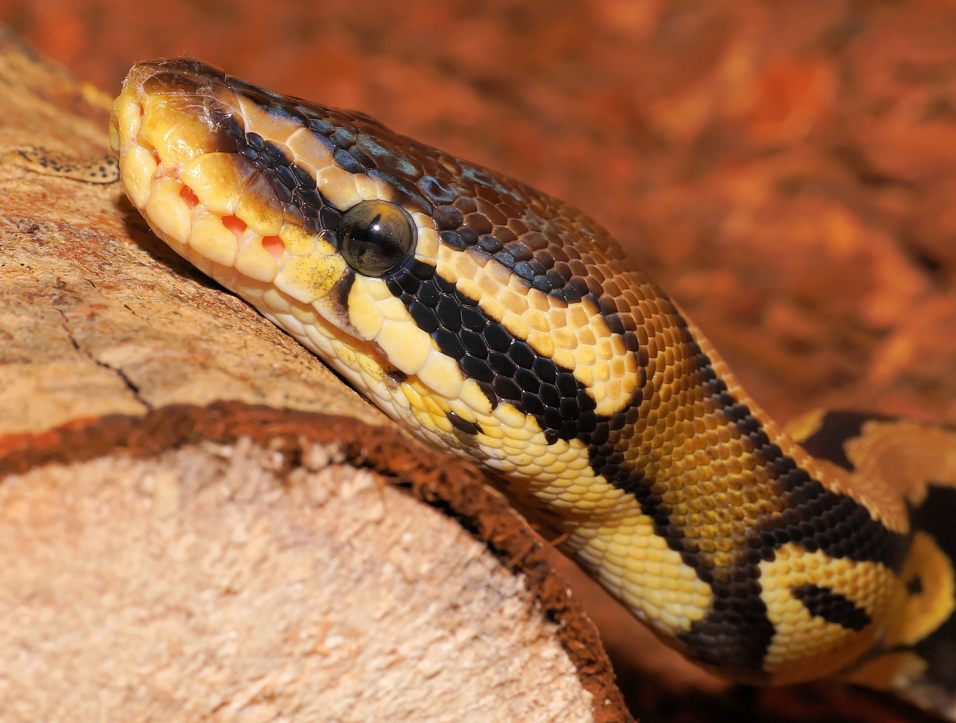 animals in the wild, beauty, python regius, outdoors, one animal, animal head, animal eye, warning sign, natural pattern, nature, Cute, close, animal scale, HD Wallpaper