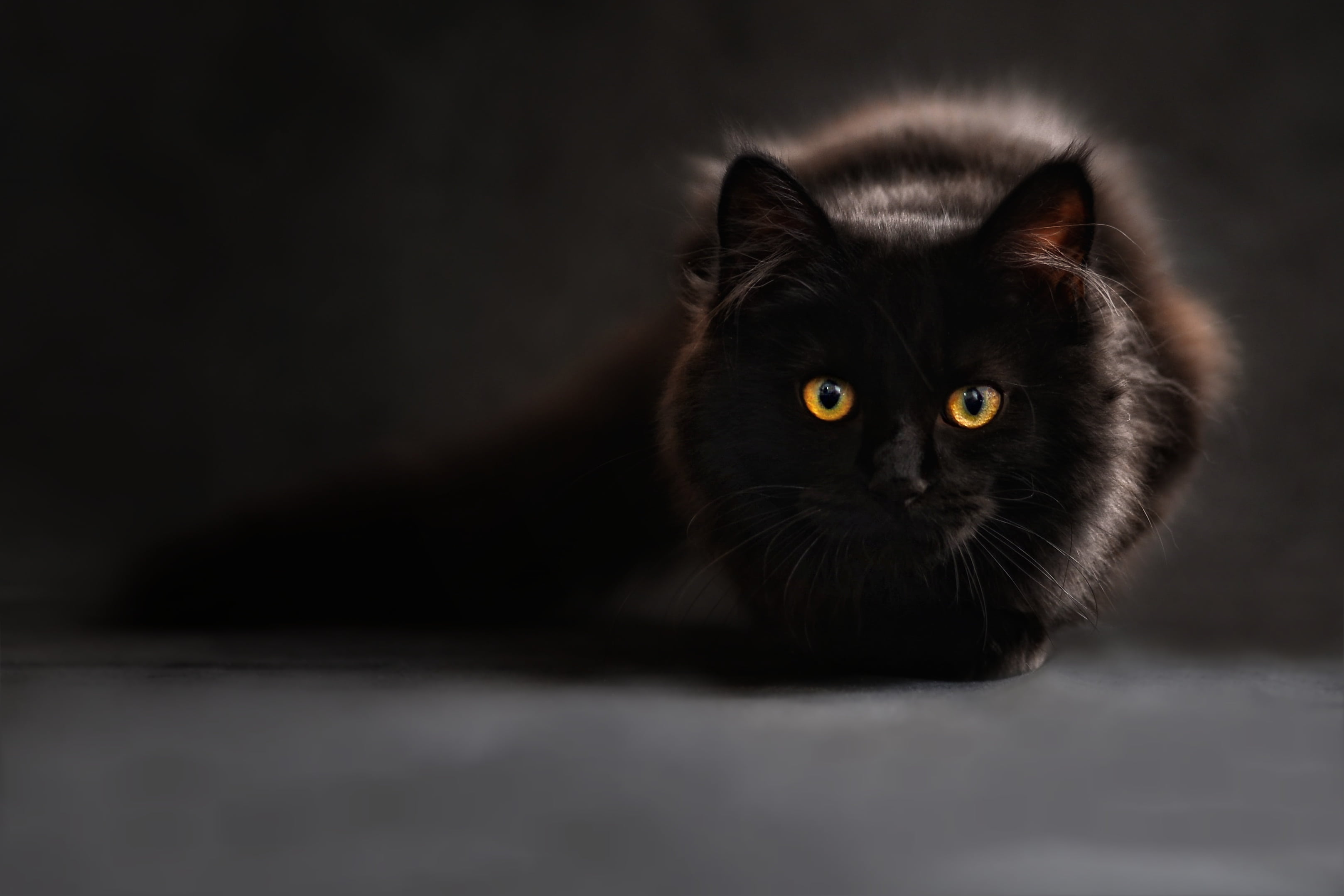 black cat, indoors, animal body part, back light, short, mammal, studio shot, cute, kitten, portrait, photography, cats eyes, yellow eyes, 2K, black color, HD Wallpaper