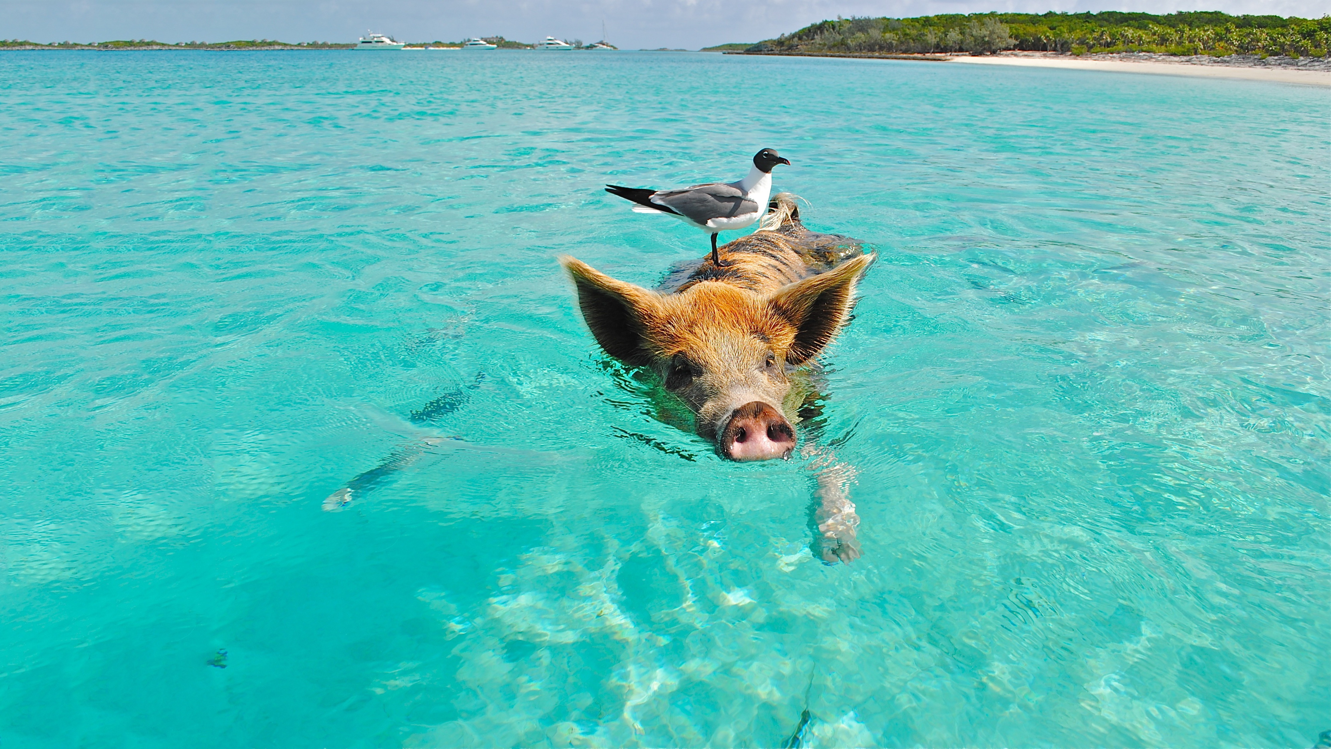 nature, pig, funny, cute, coast, happiness, happy, vertebrate, outdoors, laugh, joy, one animal, no people, seagull, joyful, yacht, brown, turquoise colored, HD Wallpaper