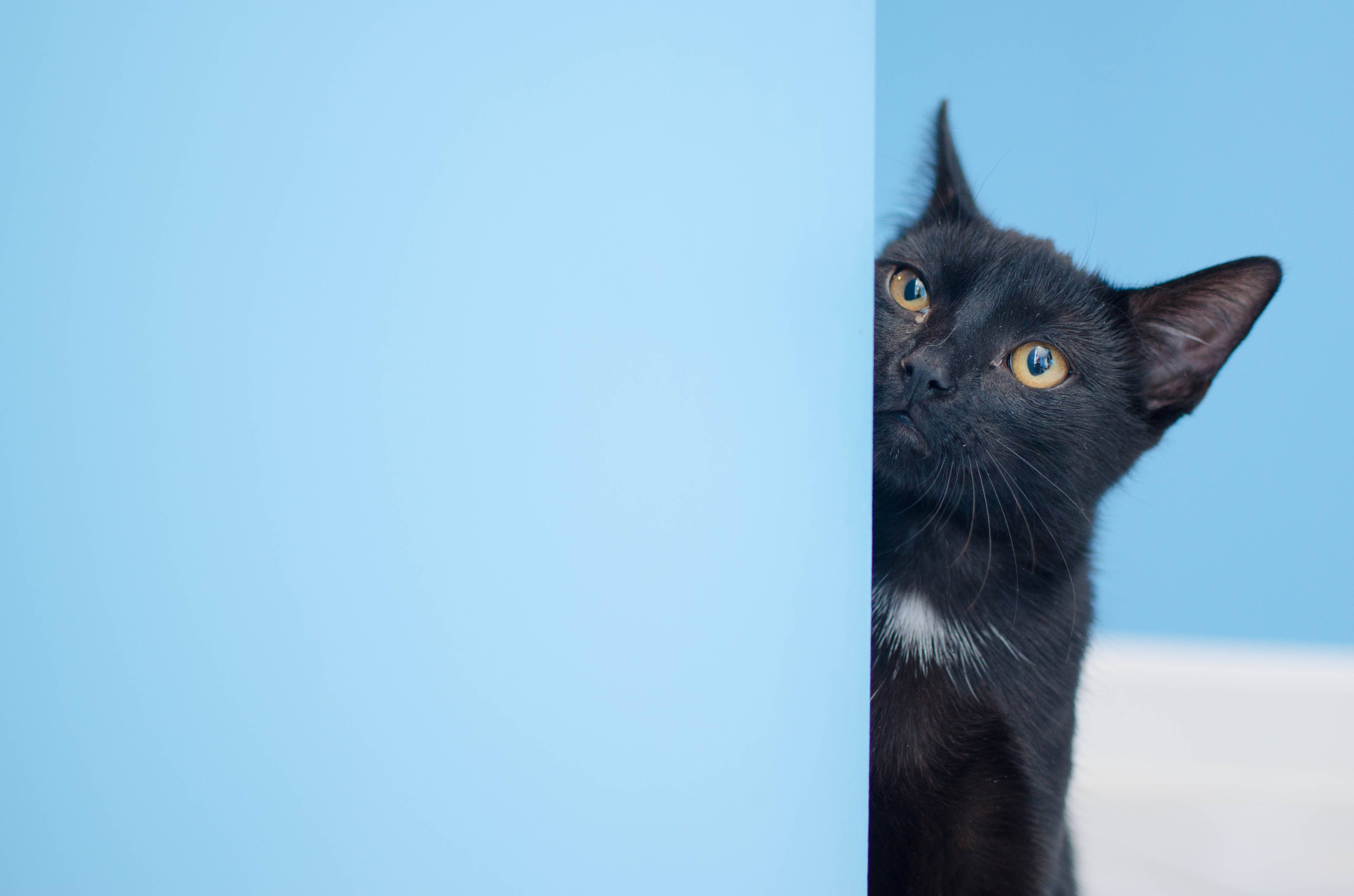 blue, domestic, whisker, animal, close-up, animal head, mammal, domestic animals, 4K, domestic cat, wall - building feature, animal eye, copy space, animal themes, HD Wallpaper