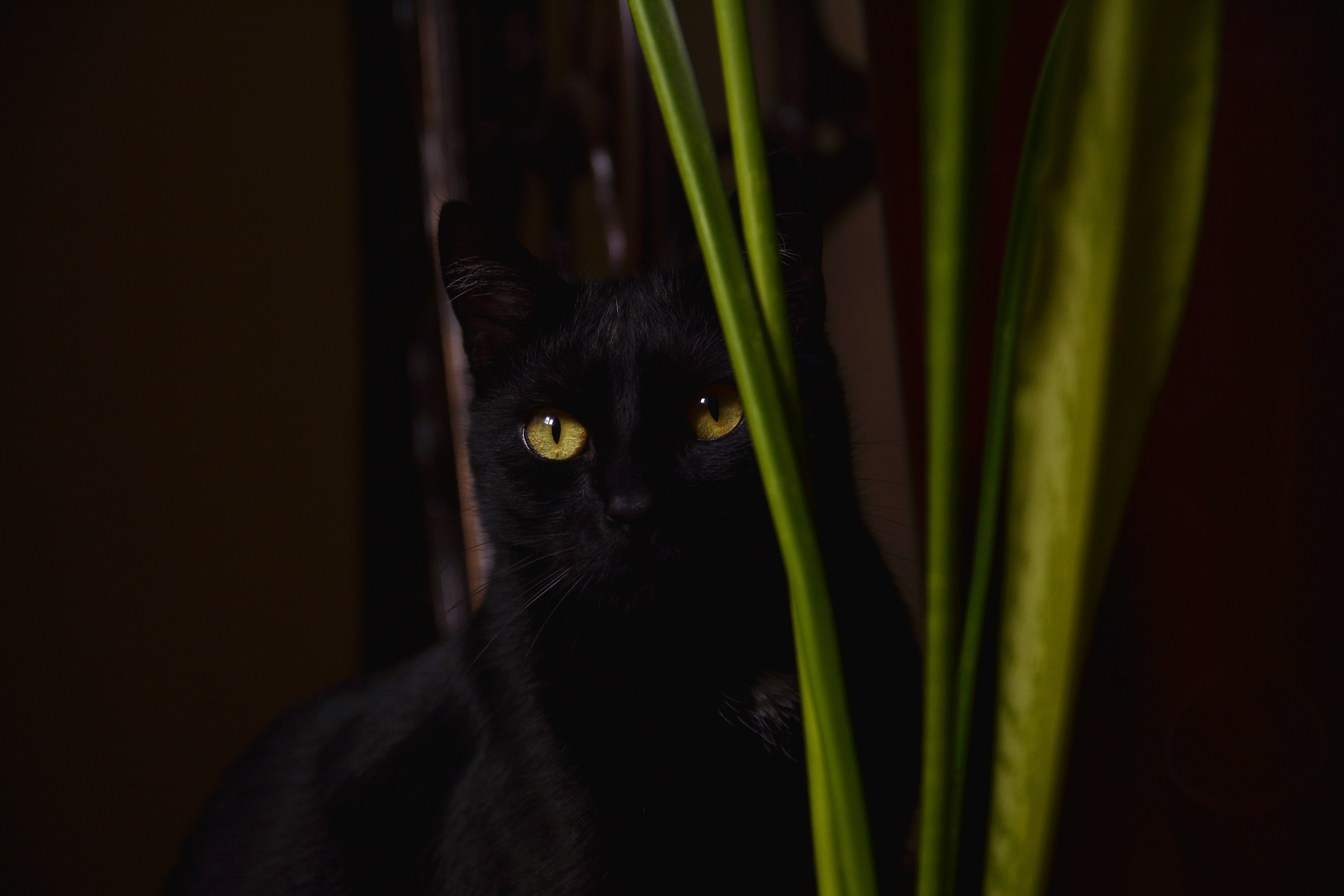 animal themes, black color, animal body part, mammal, whiskers, domestic Cat, nature, calm cat, one animal, no people, cat, domestic animals, plant, kitten, HD Wallpaper