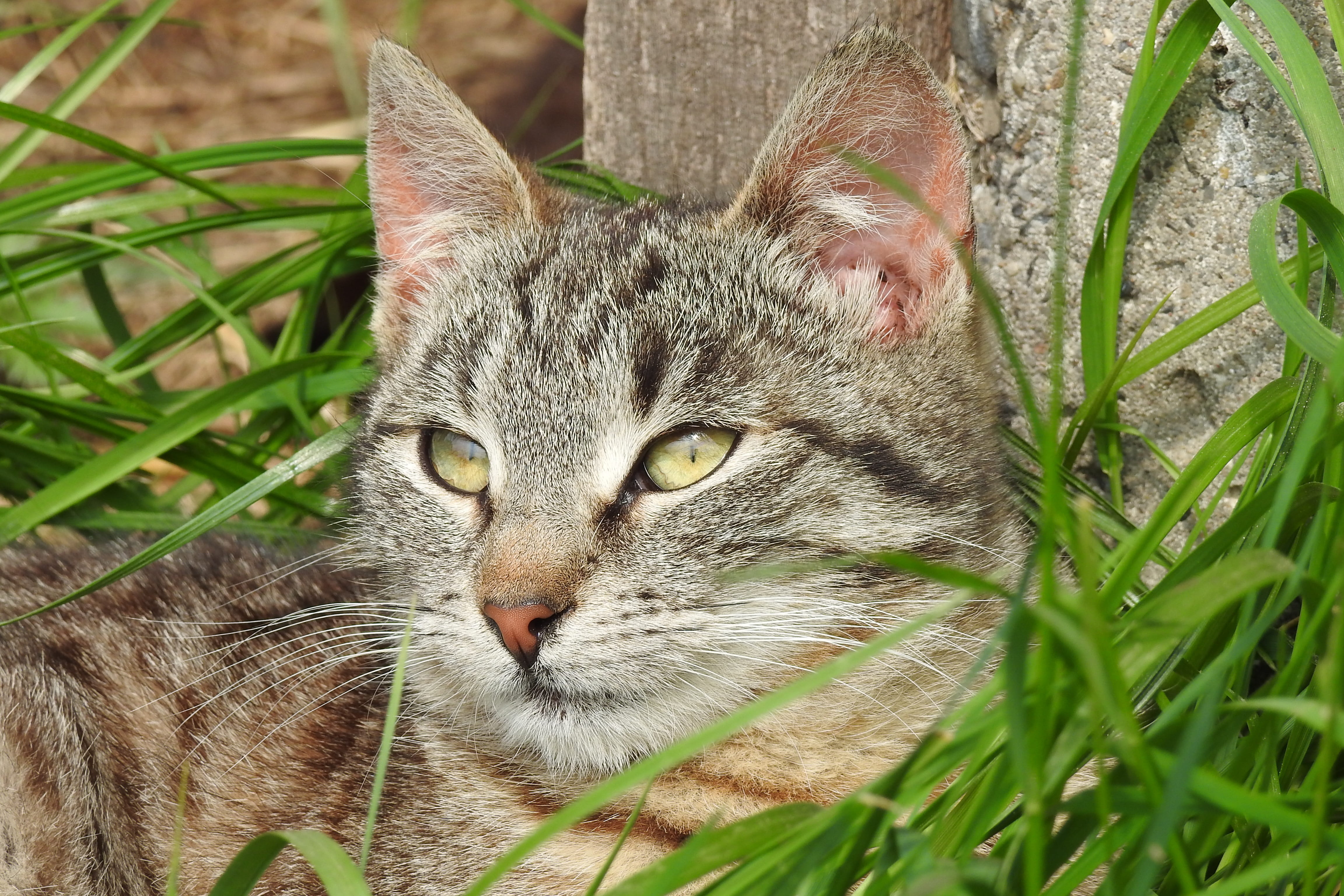 gray, dachowiec, looking at camera, young, cat, domestic animals, tabby, feline, domestic cat, domestic, kitten, at the court of, animal eye, animal, close-up, HD Wallpaper