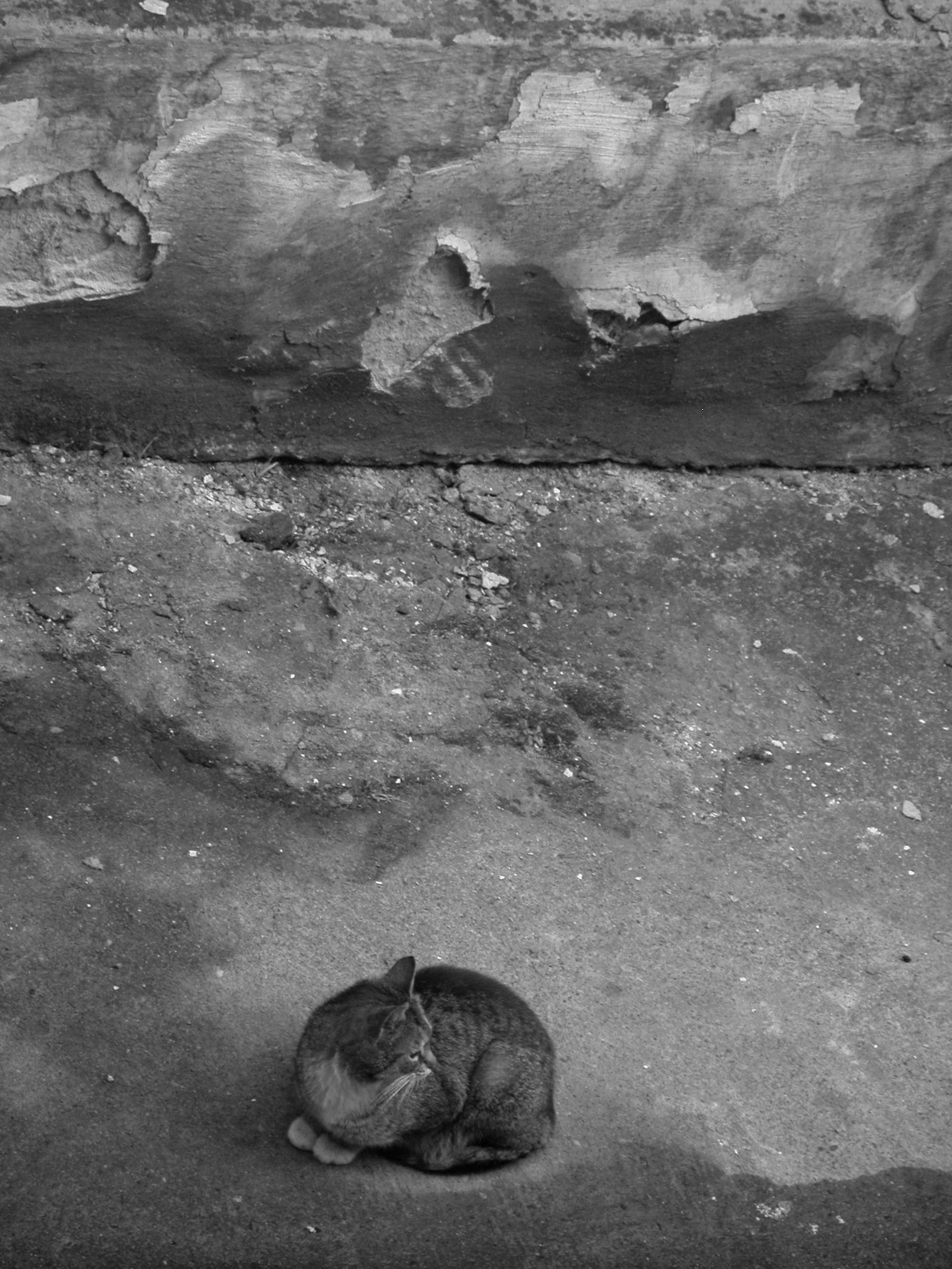 no people, city, day, feline, a normal cat, outdoors, domestic cat, mammal, pets, domestic animals, relaxation, domestic, resting, pet, animal, 2K, one animal, Phone HD Wallpaper
