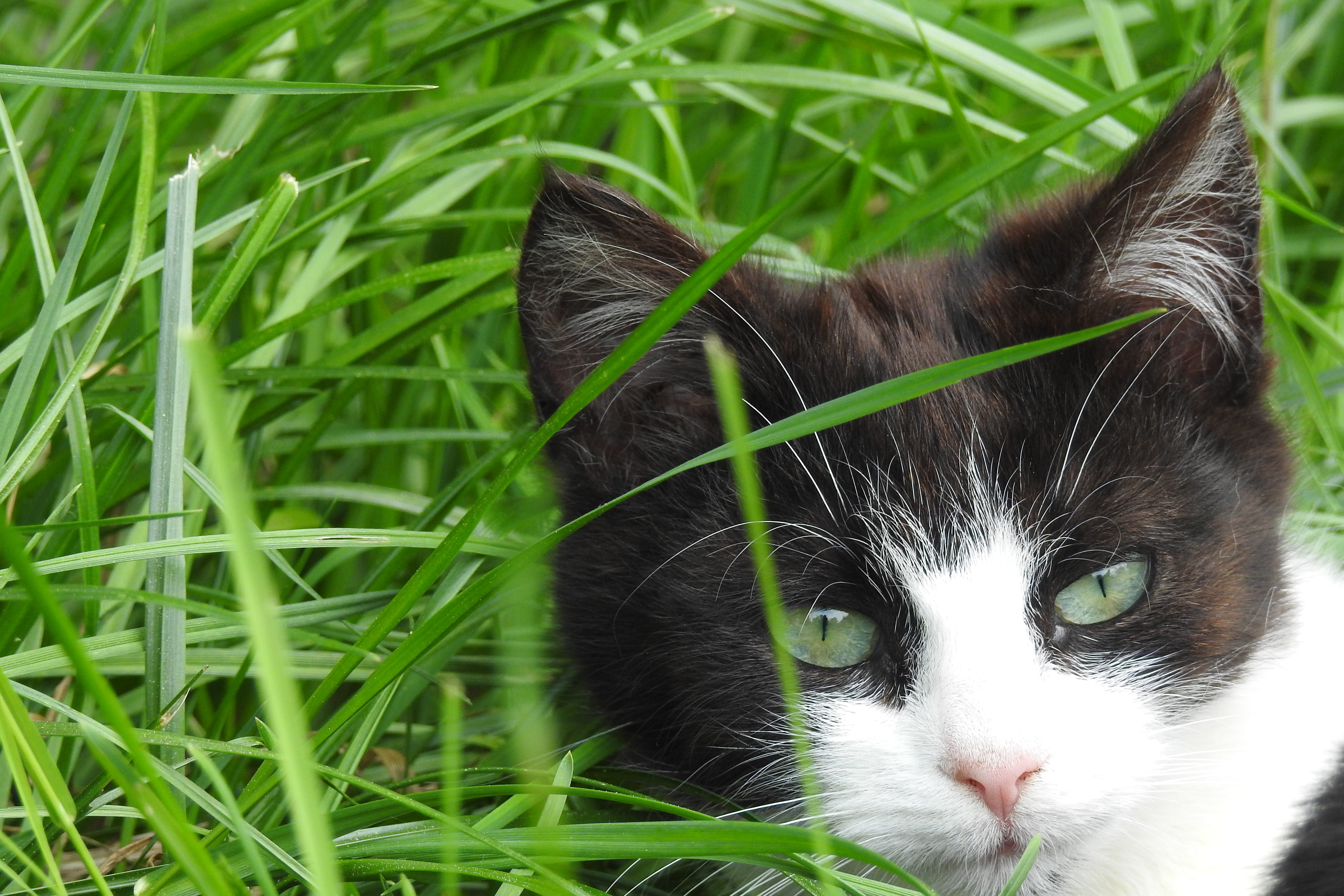 domestic animals, looking cat, domestic cat, one animal, animal, animal themes, at the court of, yellow eyes, 4K, grass, a normal cat, green color, the head of a cat, HD Wallpaper