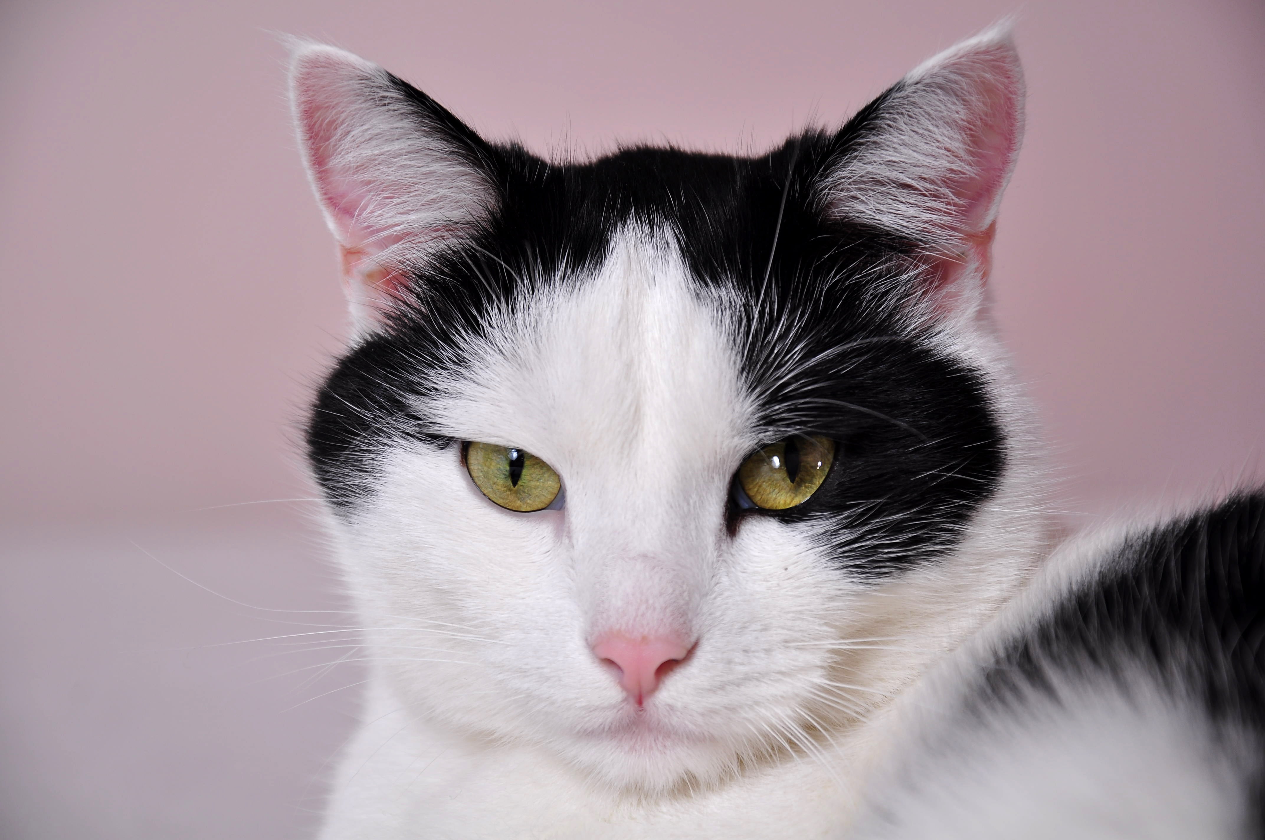 domestic, pet, white, a normal cat, cat, studio shot, one animal, animal, vertebrate, portrait, animal eye, body part, eye, short, domestic Animals, cats, HD Wallpaper