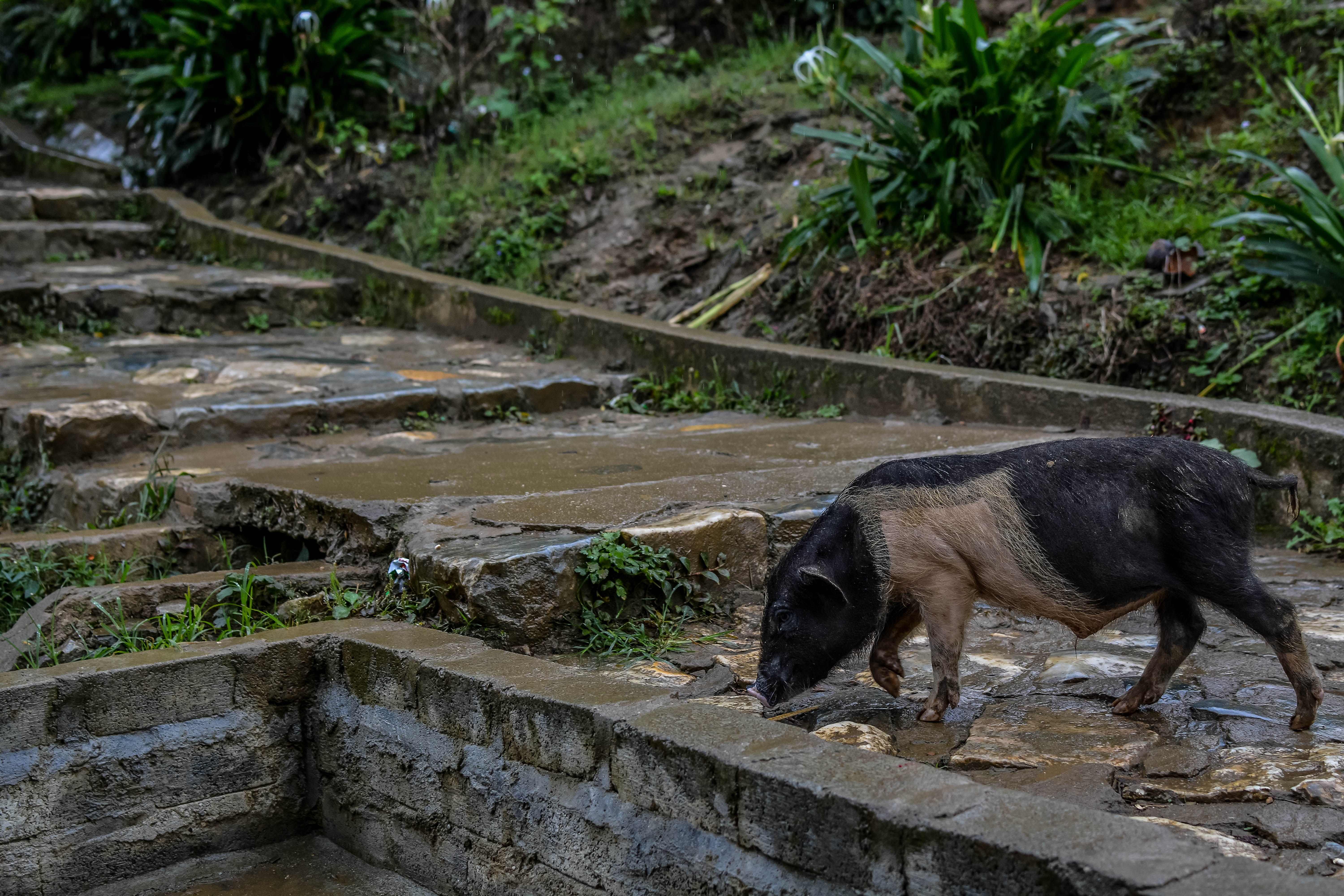 animal themes, nature, mammal, herbivorous, domestic animals, day, high angle view, plant, pig, pets, side view, natural, walking, animal wildlife, animals in the wild, HD Wallpaper
