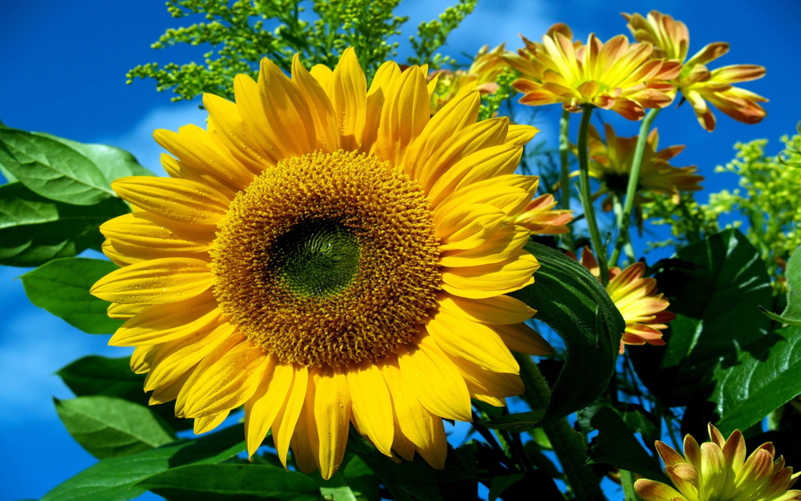 sun, flower, normal, 2K, HD Wallpaper
