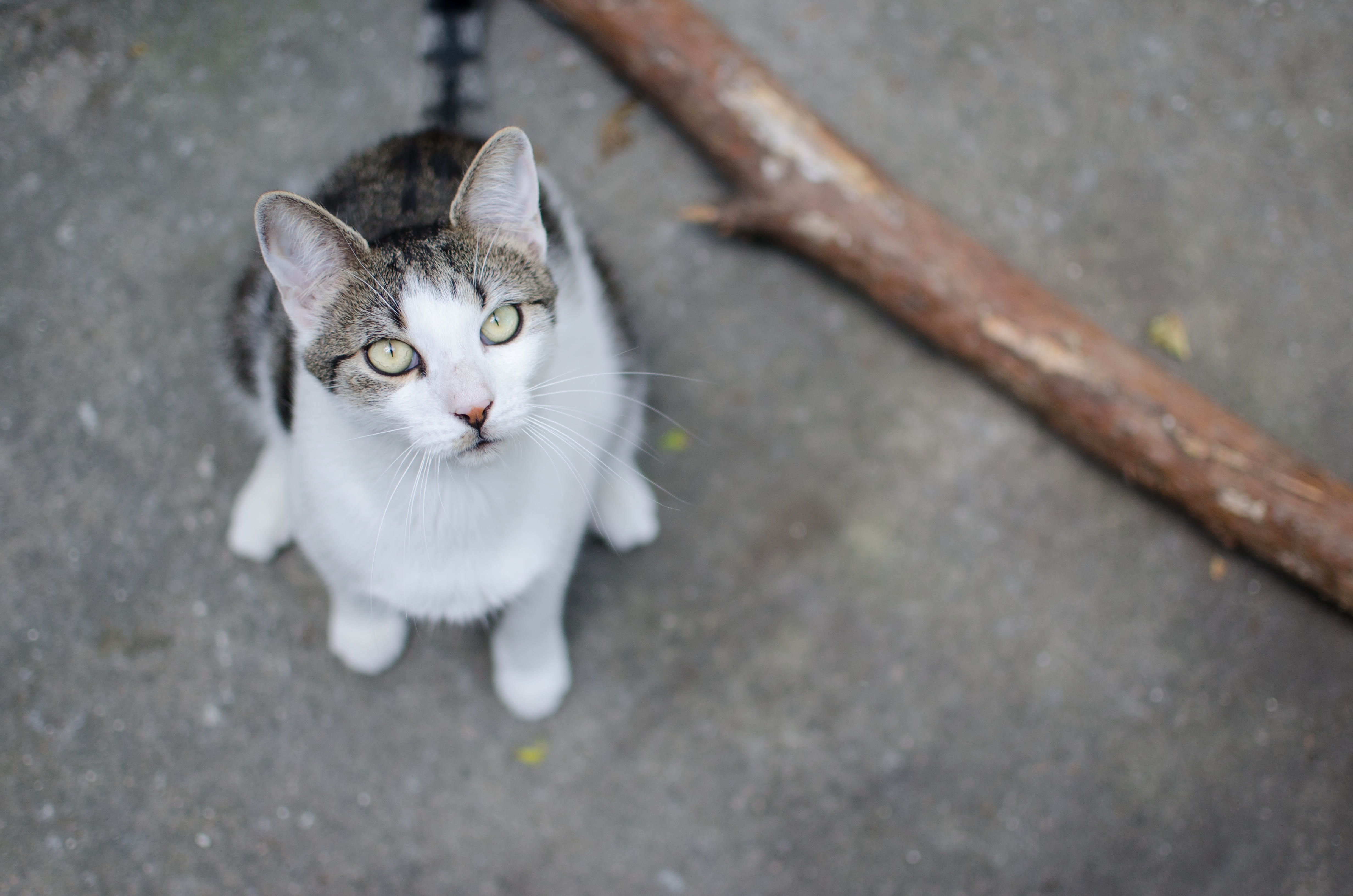 day, high angle view, mammal, no people, gray, looking cat, domestic animals, 4K, cat, looking at camera, animal eye, sitting cat, domestic, portrait, HD Wallpaper
