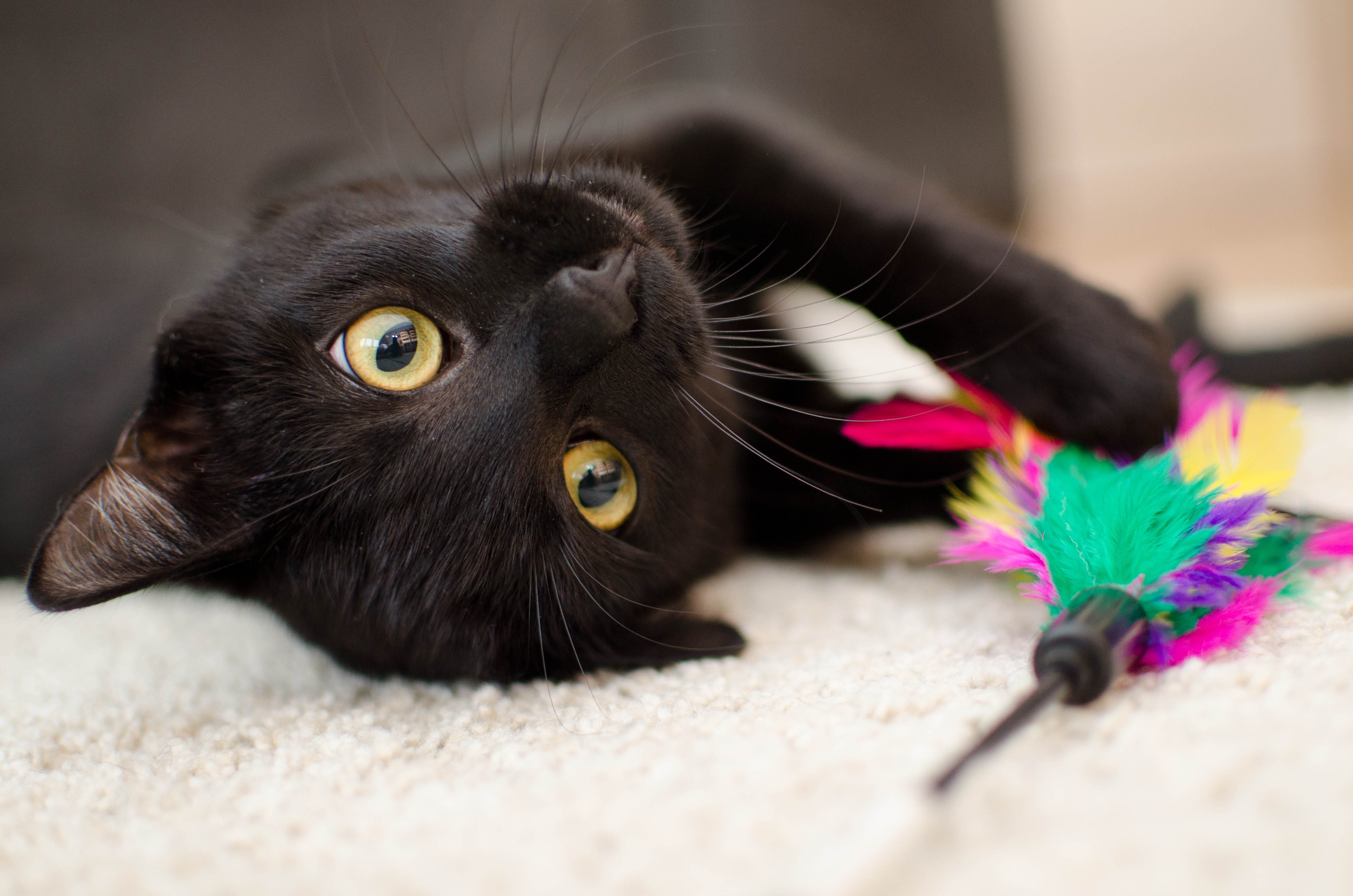 pet, black cat, animal, no people, 4K, animal themes, domestic, a normal cat, vertebrate, golden eyes, black color, one animal, close-up, black, animal body part, HD Wallpaper