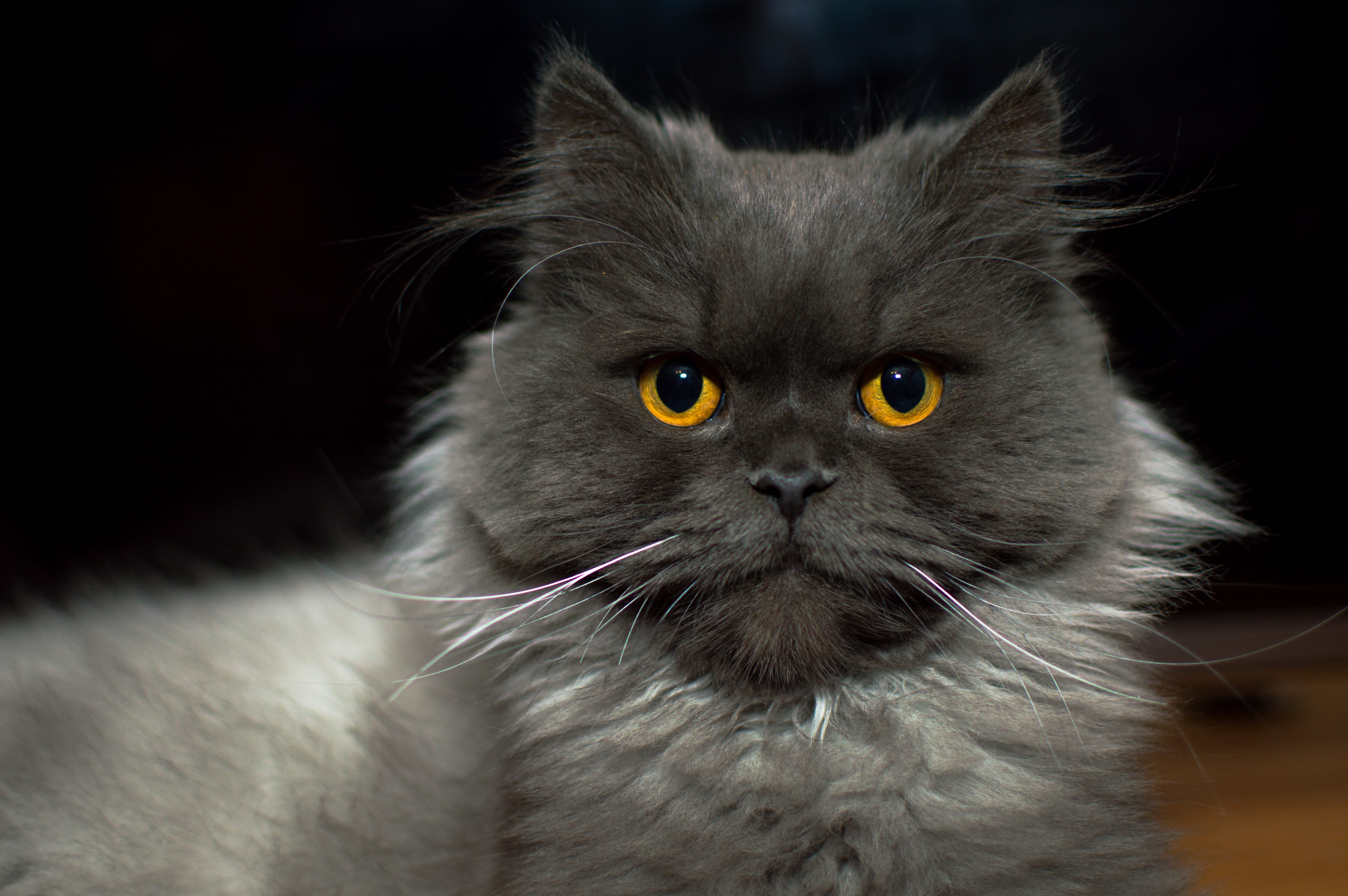 nature, domestic, cats eyes, animal body part, indoors, sight, mammal, animals, black background, whiskers, sitting cat, portrait, meows, animal eye, animal themes, HD Wallpaper