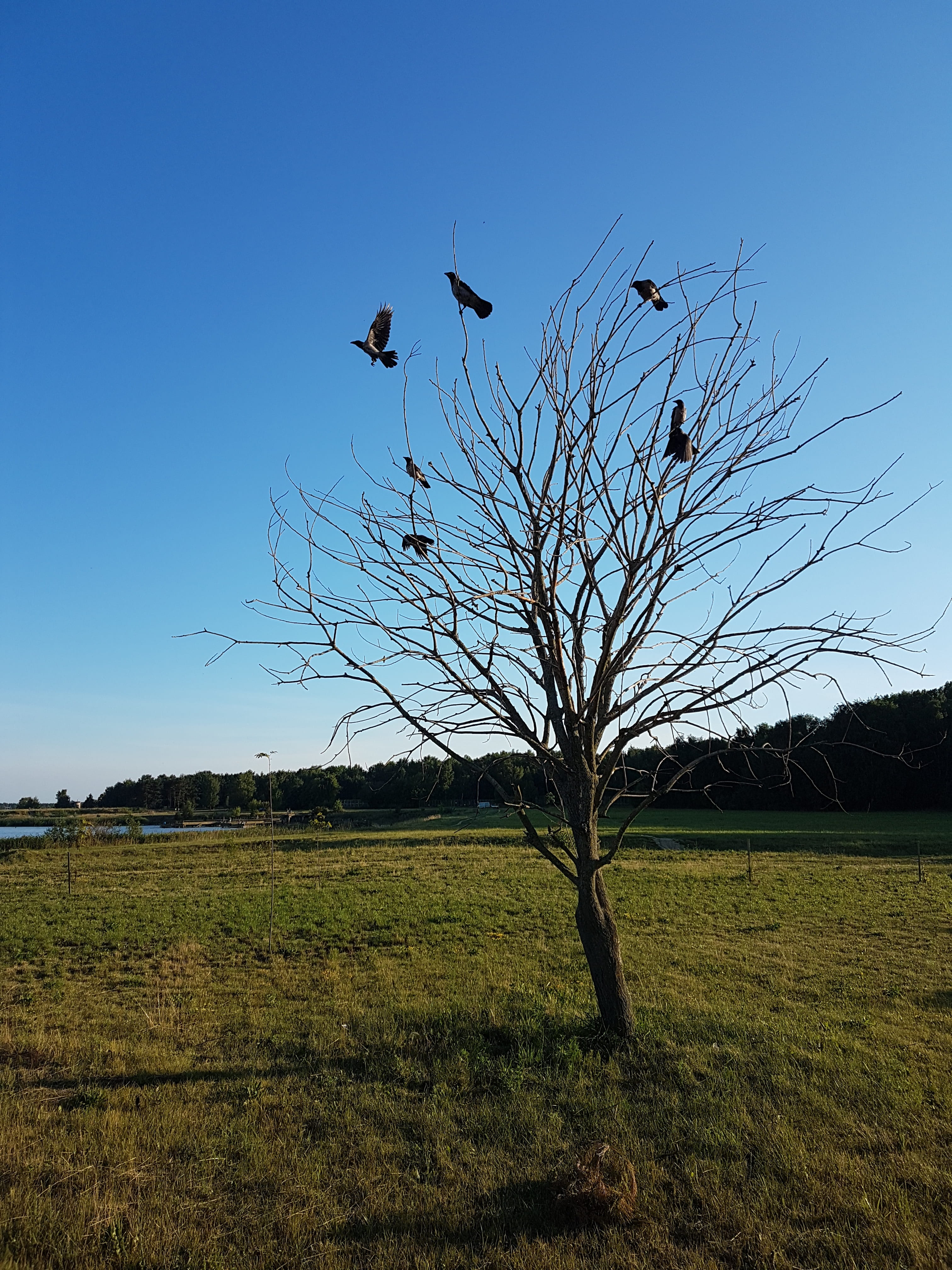 field, winter, sitting, bare tree, animals in the wild, flock of birds, flying, siberian, blue, bullfinch, park, bird, man, land, tree, no people, vertebrate, Phone HD Wallpaper