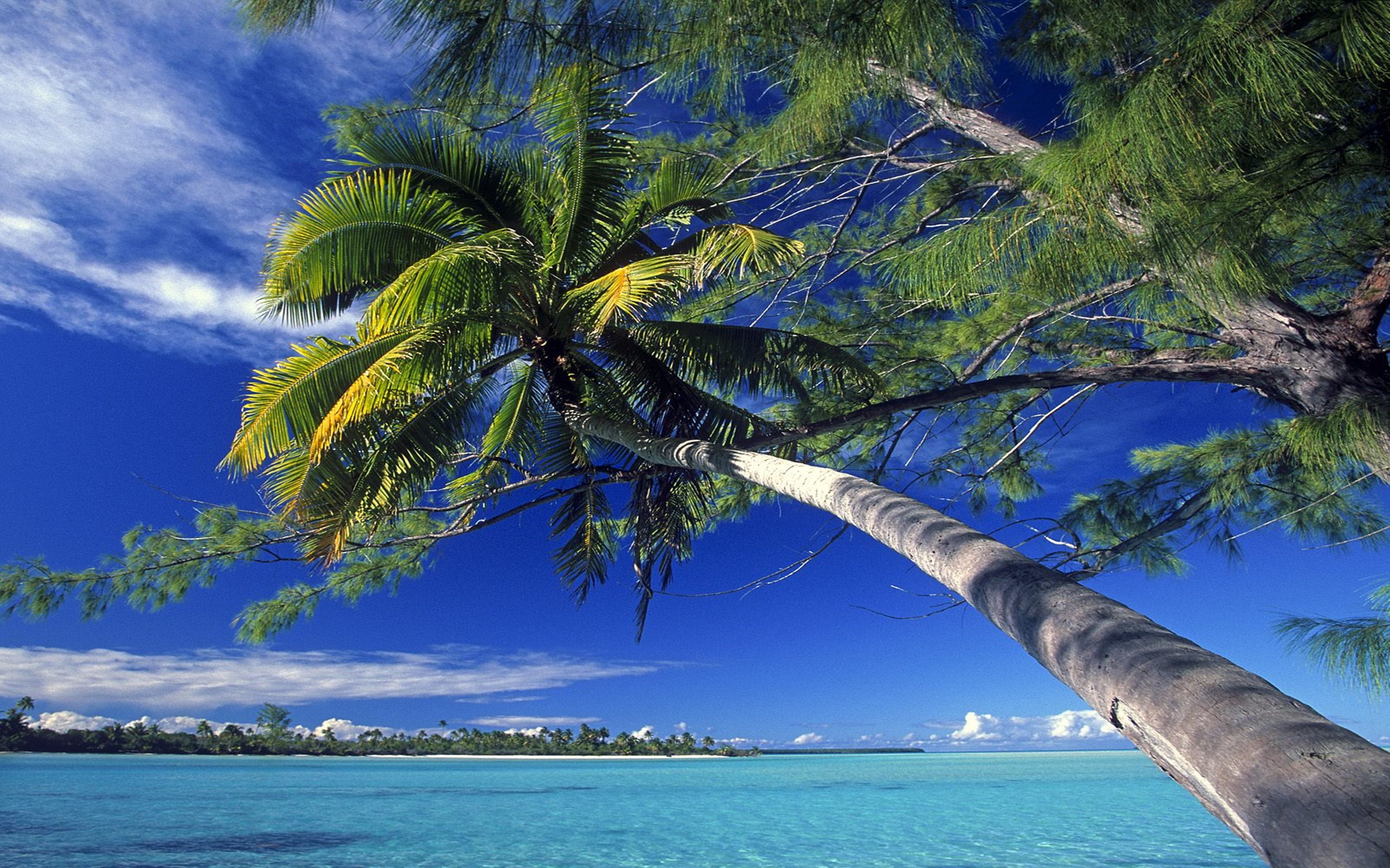 2K, society, beach, palm, normal, tree, island, HD Wallpaper