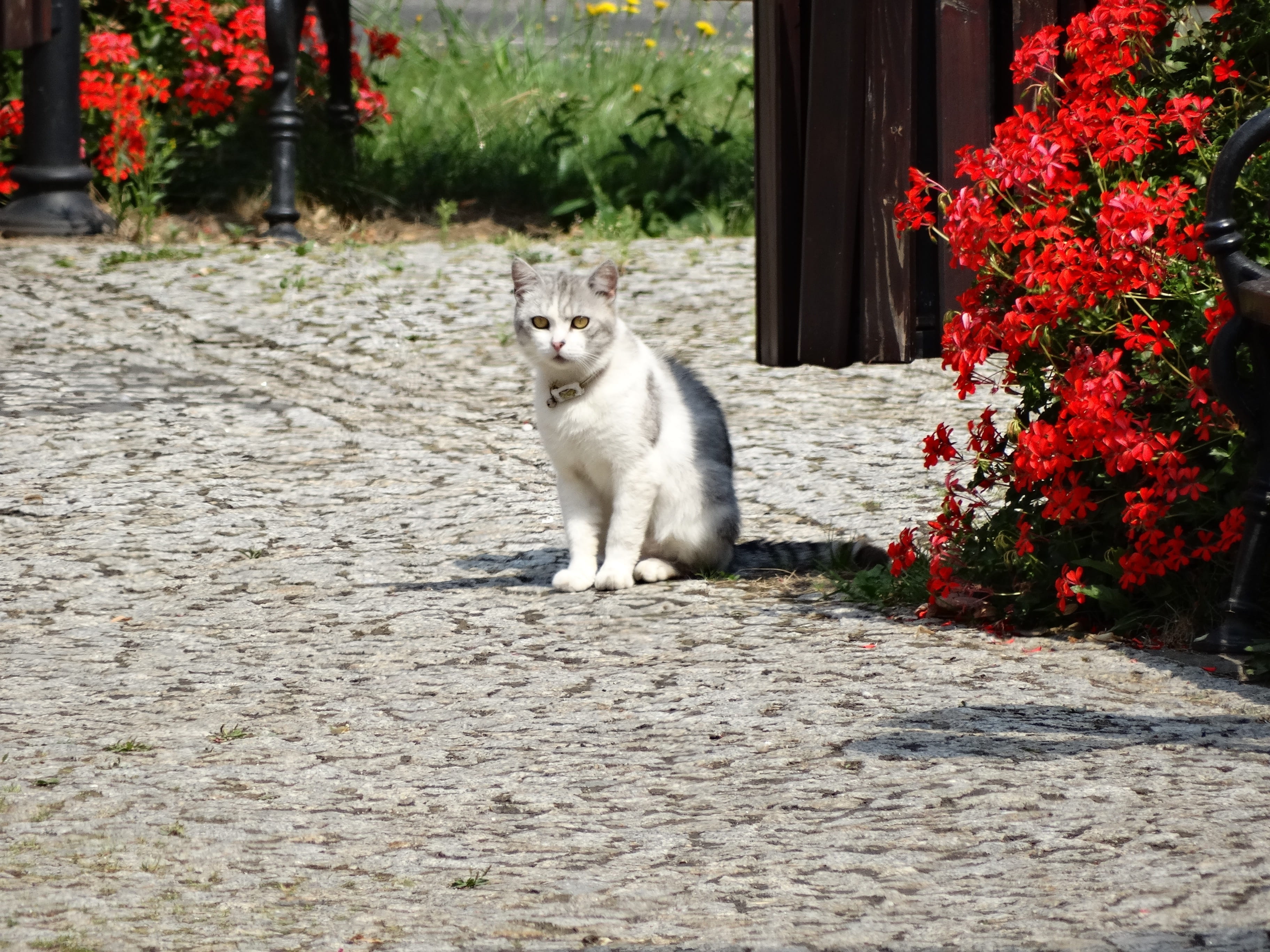 animals, cat, mammal, whisker, flowering plant, domestic cat, vertebrate, plant, one animal, domestic animals, nature, 2K, a normal cat, charming, feline, HD Wallpaper