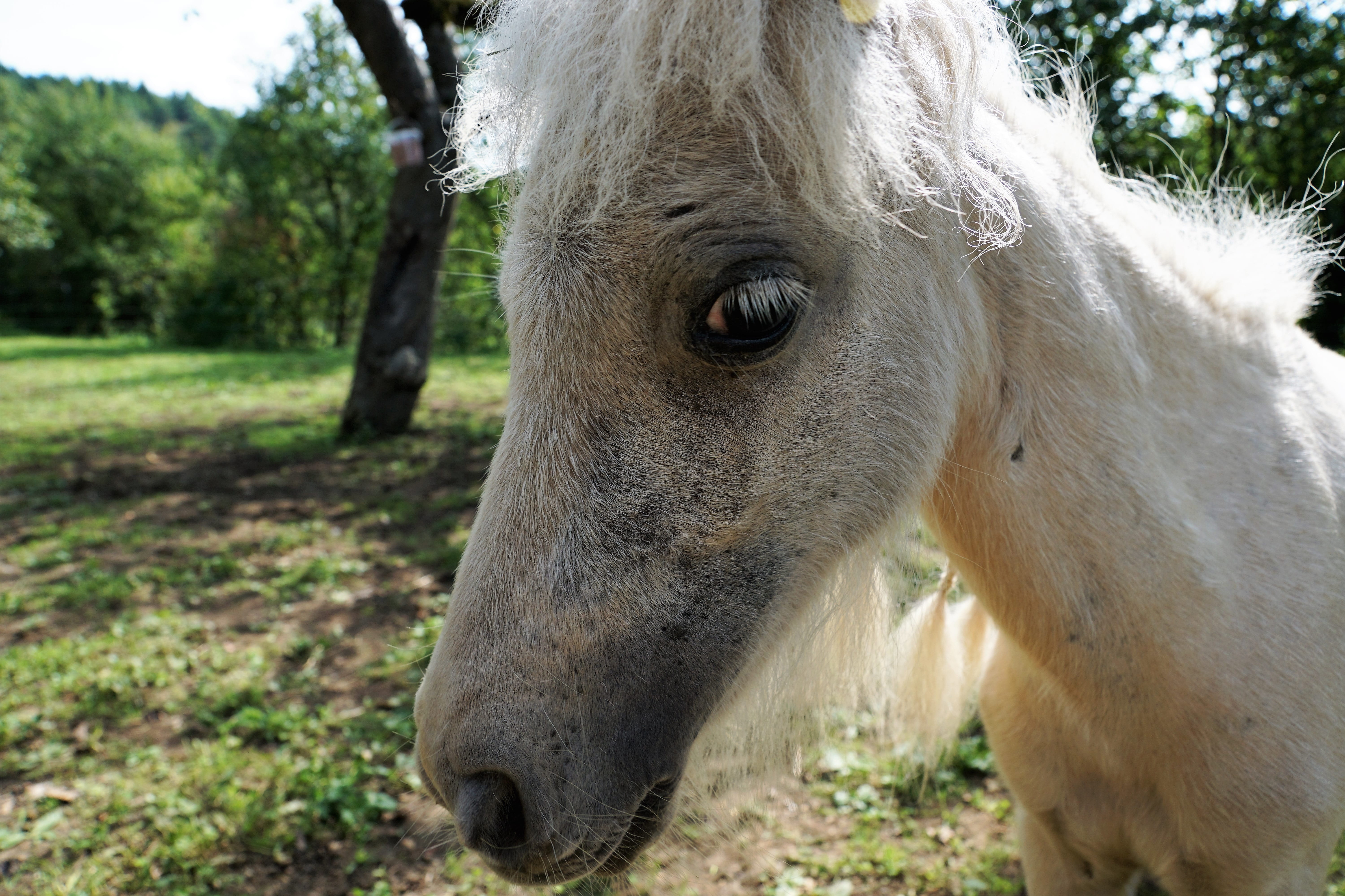 strong, relax, land, hairdresser, hof, mold, relaxation, mammal, enjoy, domestic, farm, pasture, young, stall, pretty, herbivorous, tree, ps, summer, rasta, HD Wallpaper