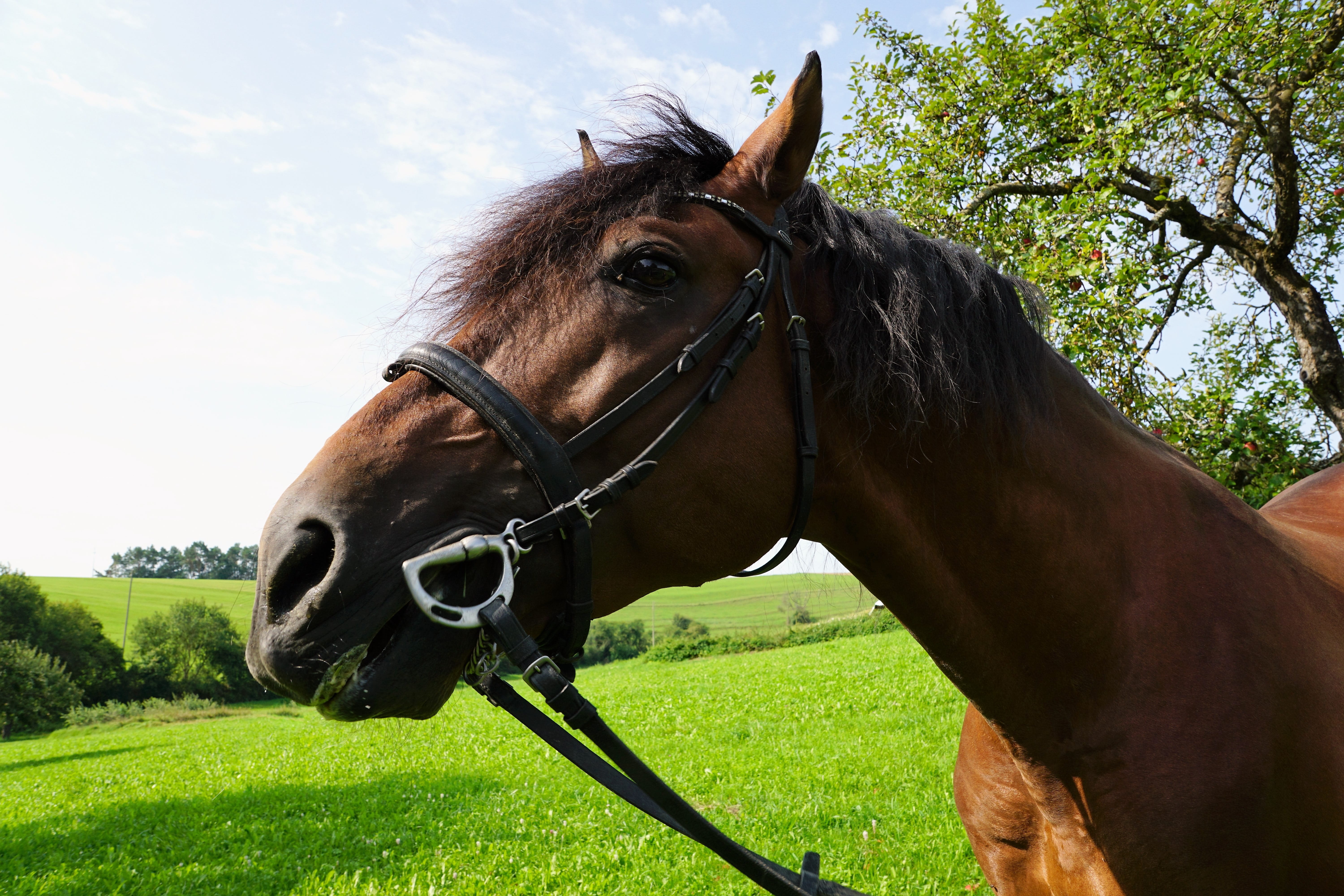 landscape, ride, legs, hobby, animal themes, outdoors, dom, vertebrate, pet, 5K, park, luck, no people, animal head, one animal, spring, agriculture, bridle, HD Wallpaper