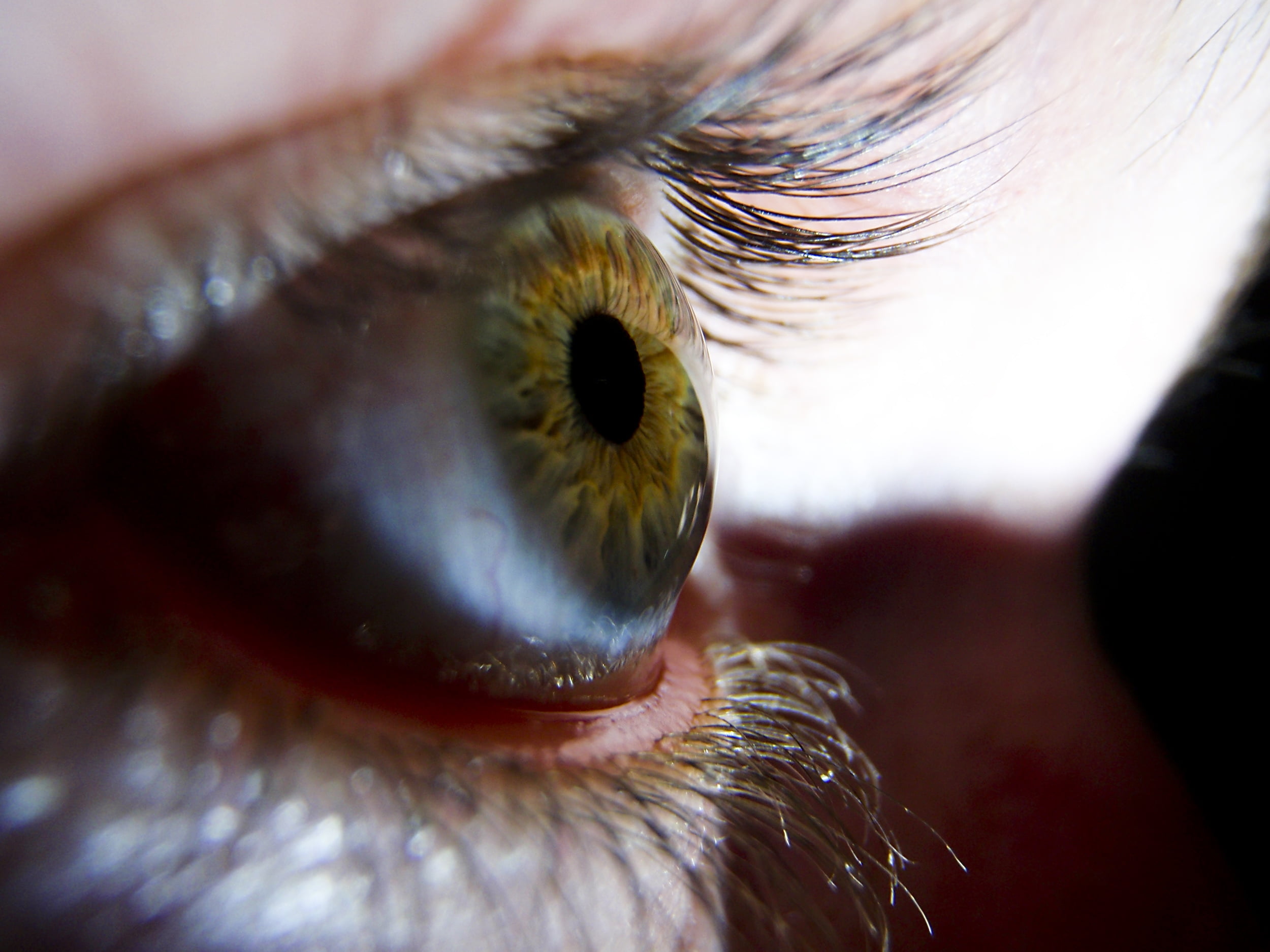 mascara, portrait, reflection, body part, color Image, human Face, macro, human Eye, nature, fashion, eyebrow, extreme close-up, close-up, human Skin, eyeball, HD Wallpaper