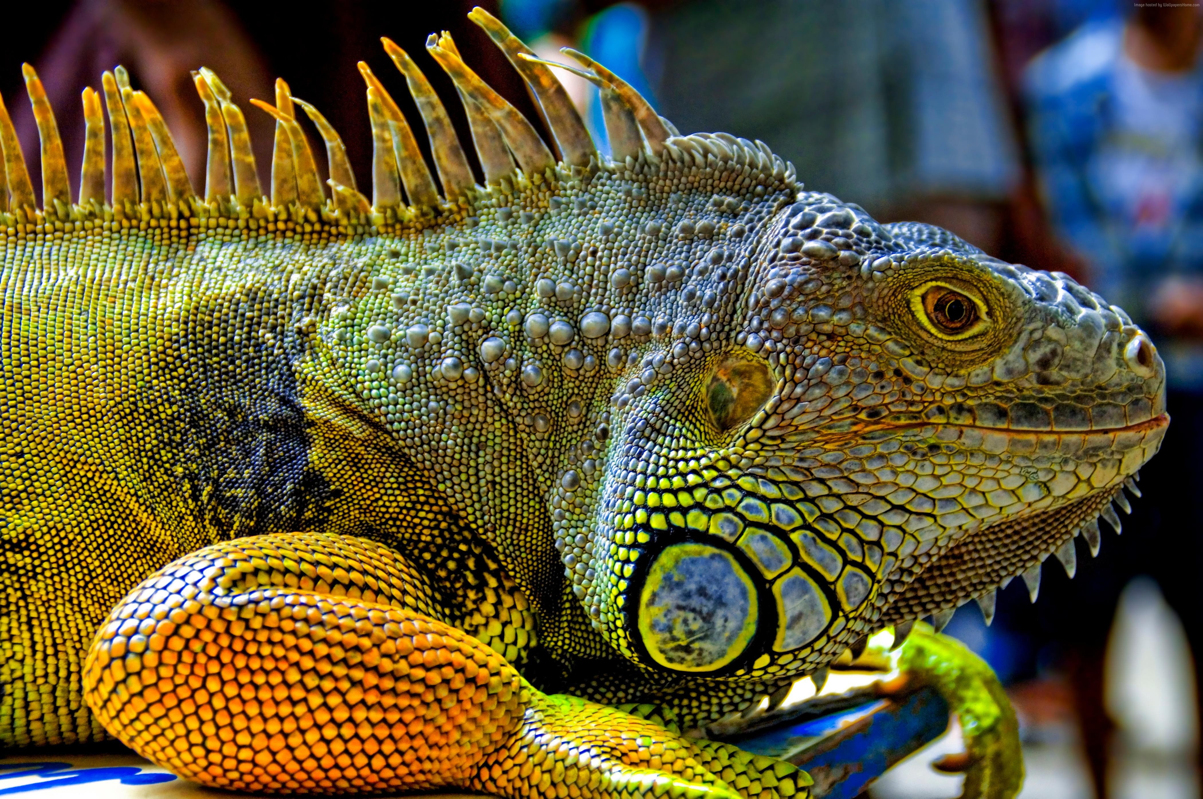 nature, reptiles, 4K, lizard, Green Iguana, HD Wallpaper