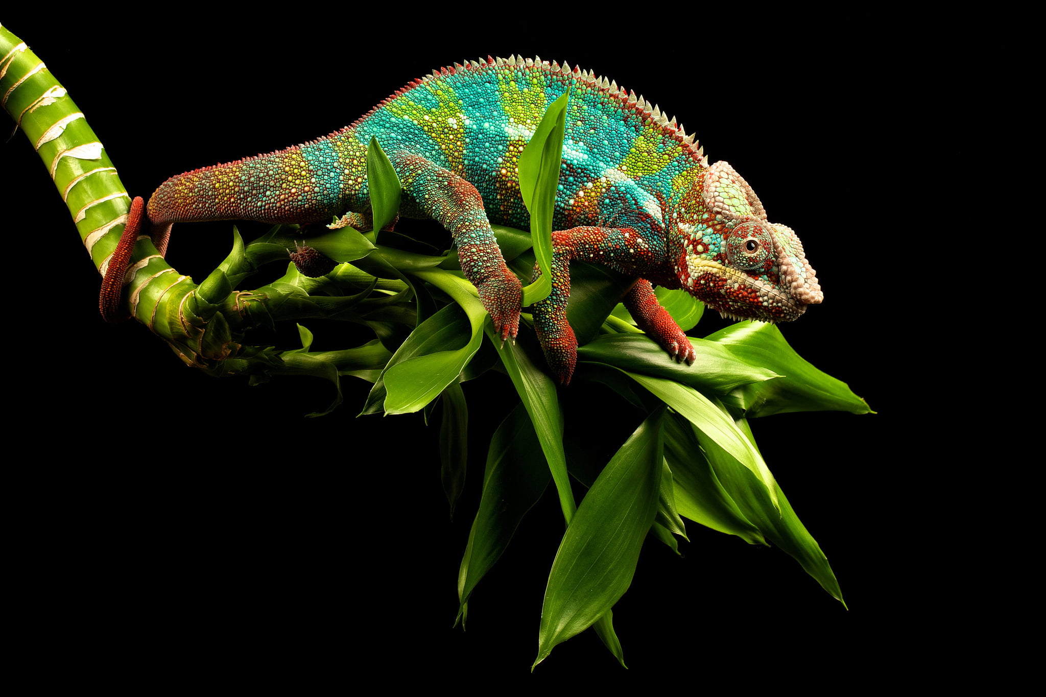 wildlife, chameleon, red, tail, close-up, indoors, animals in the wild, animal scale, no People, leaf, branch, animal, greens, plant part, blue, multi Colored, HD Wallpaper
