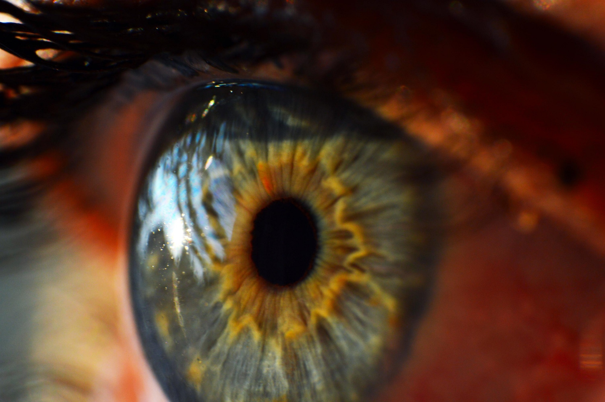 eyeball, iris, 1080P, human body part, eyesight, eye, close-up, anatomy, looking, beautiful woman, macro, eyelash, colorful, optical, body part, view, HD Wallpaper