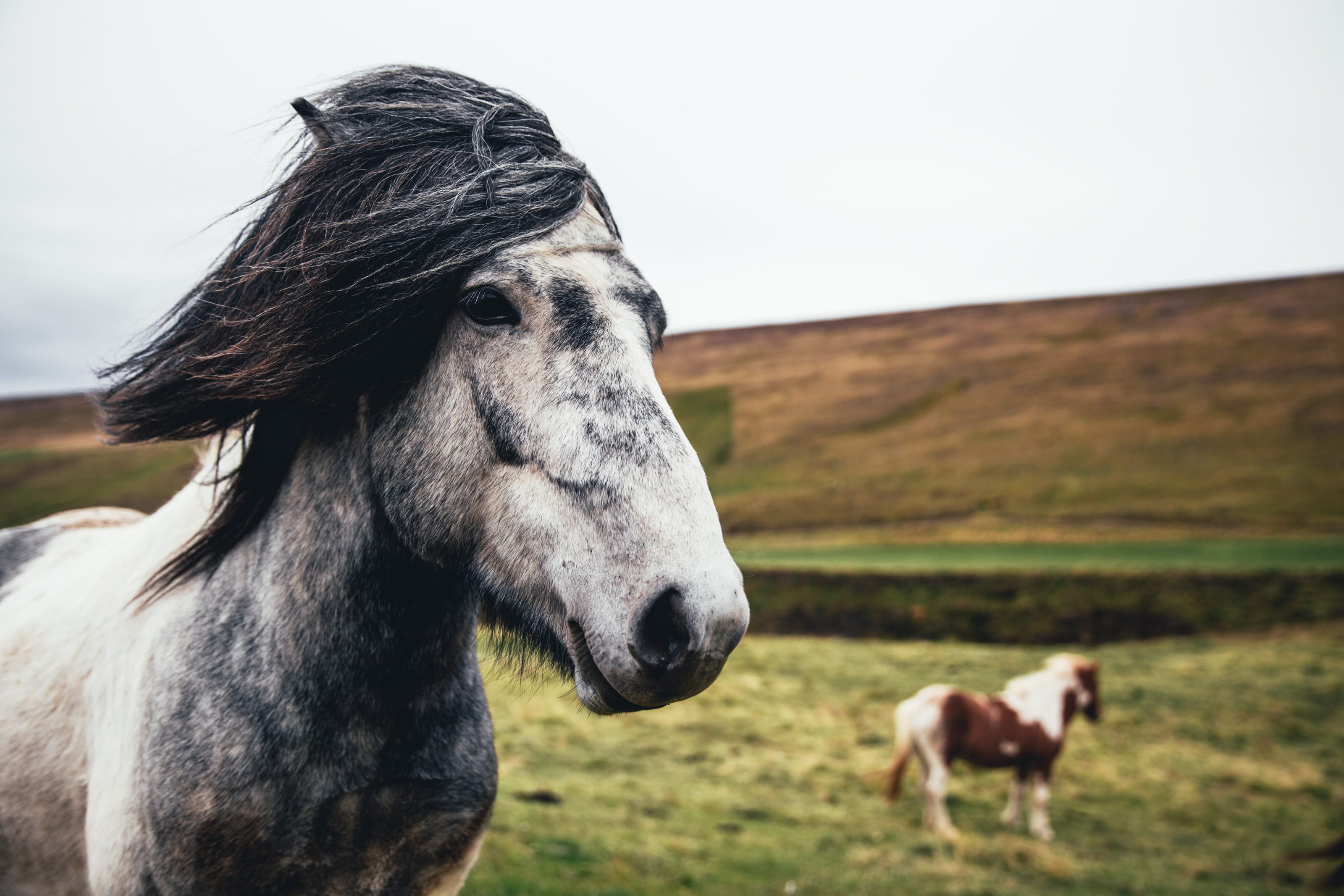 meadows, outdoors, group of animals, sky, animal wildlife, serene, horse, gray, farm, gallop, countryside, domestic, background, environment, ranch, haired, HD Wallpaper