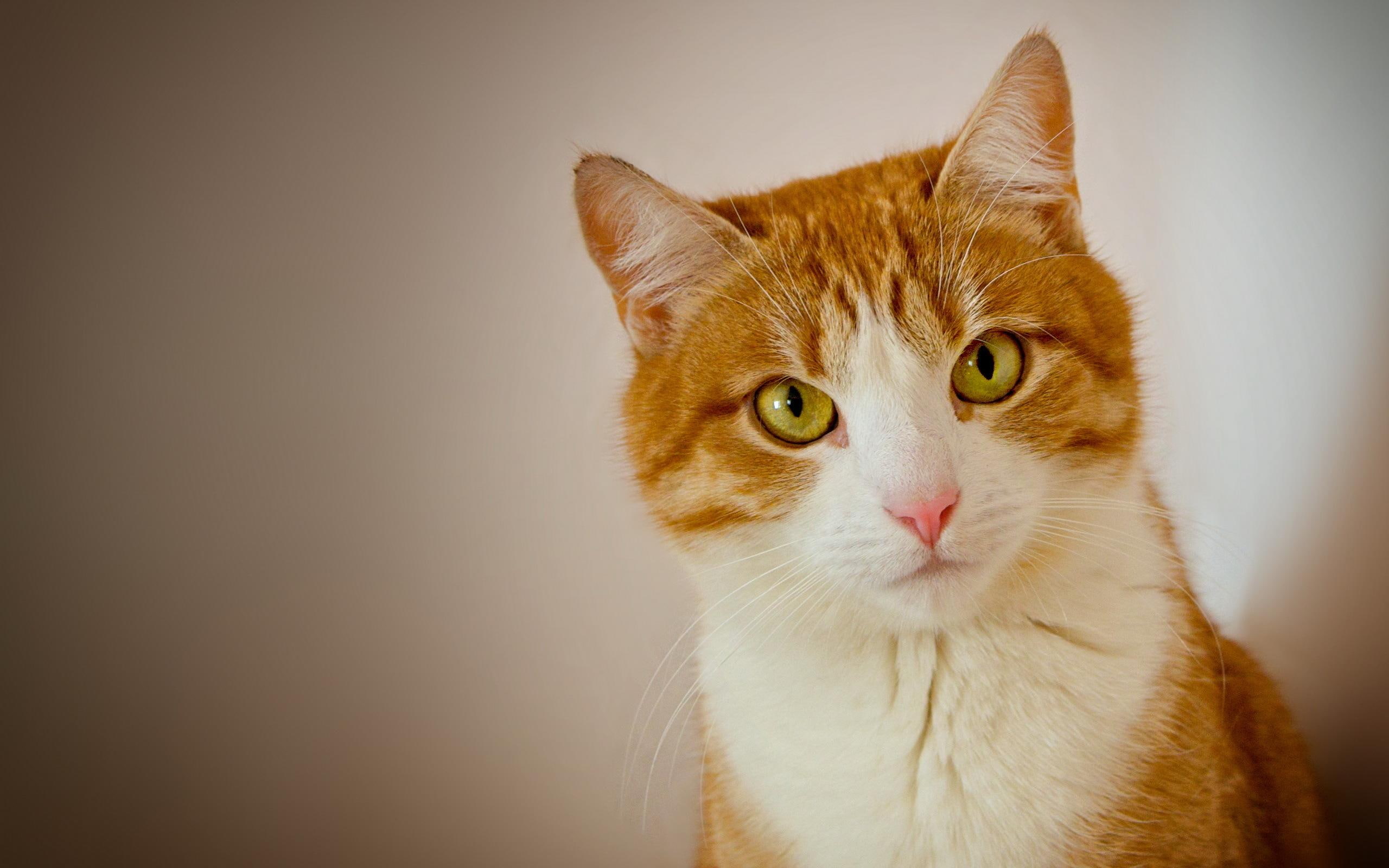 animals, kitten, animal, feline, sight, 2K, HD Wallpaper