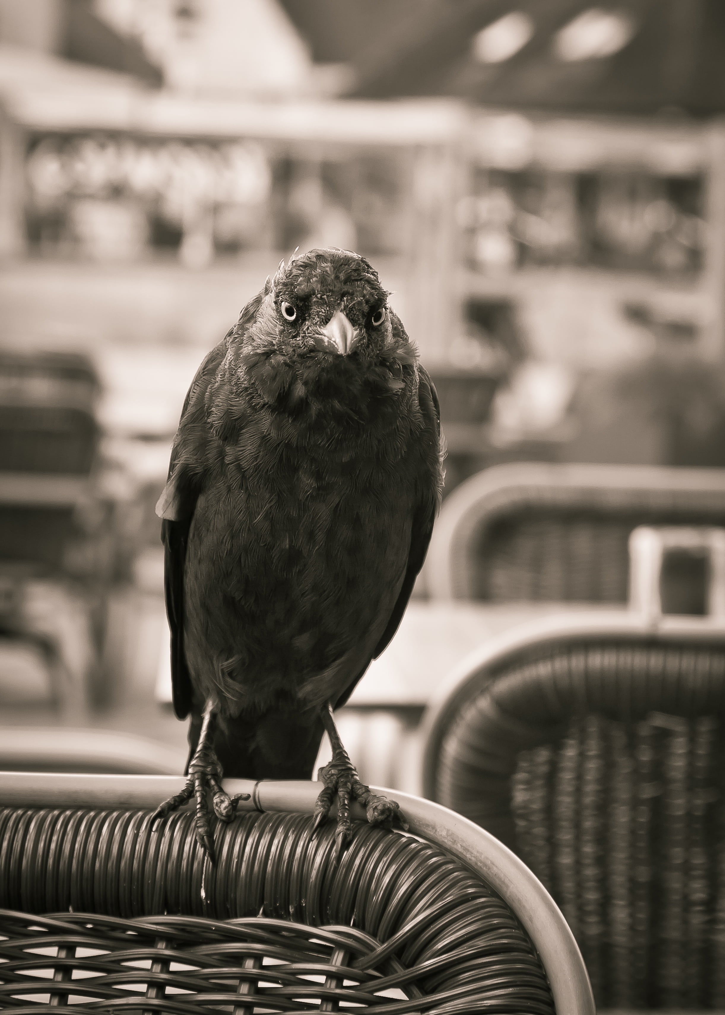 eagle, feather, birds, close-up, corvus monedula, jackdaw, lake, one animal, outdoors, animal wildlife, vertebrate, animal themes, focus on foreground, Phone HD Wallpaper