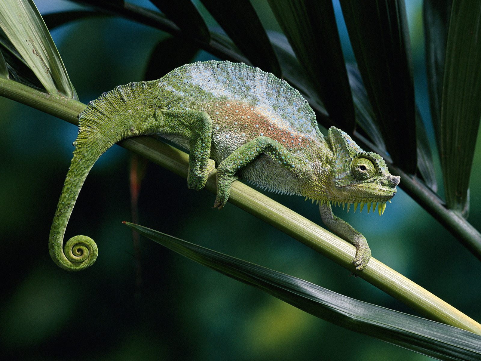 animals, 720P, gecko, HD Wallpaper
