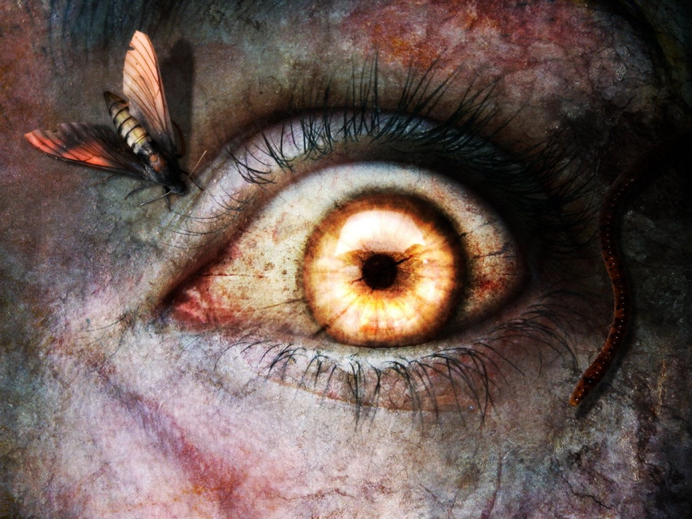 brown, real people, black, Insect, Dark, close-up, unrecognizable person, skin, human face, body part, macro, backgrounds, fly, eyesight, eyebrow, human eye, HD Wallpaper