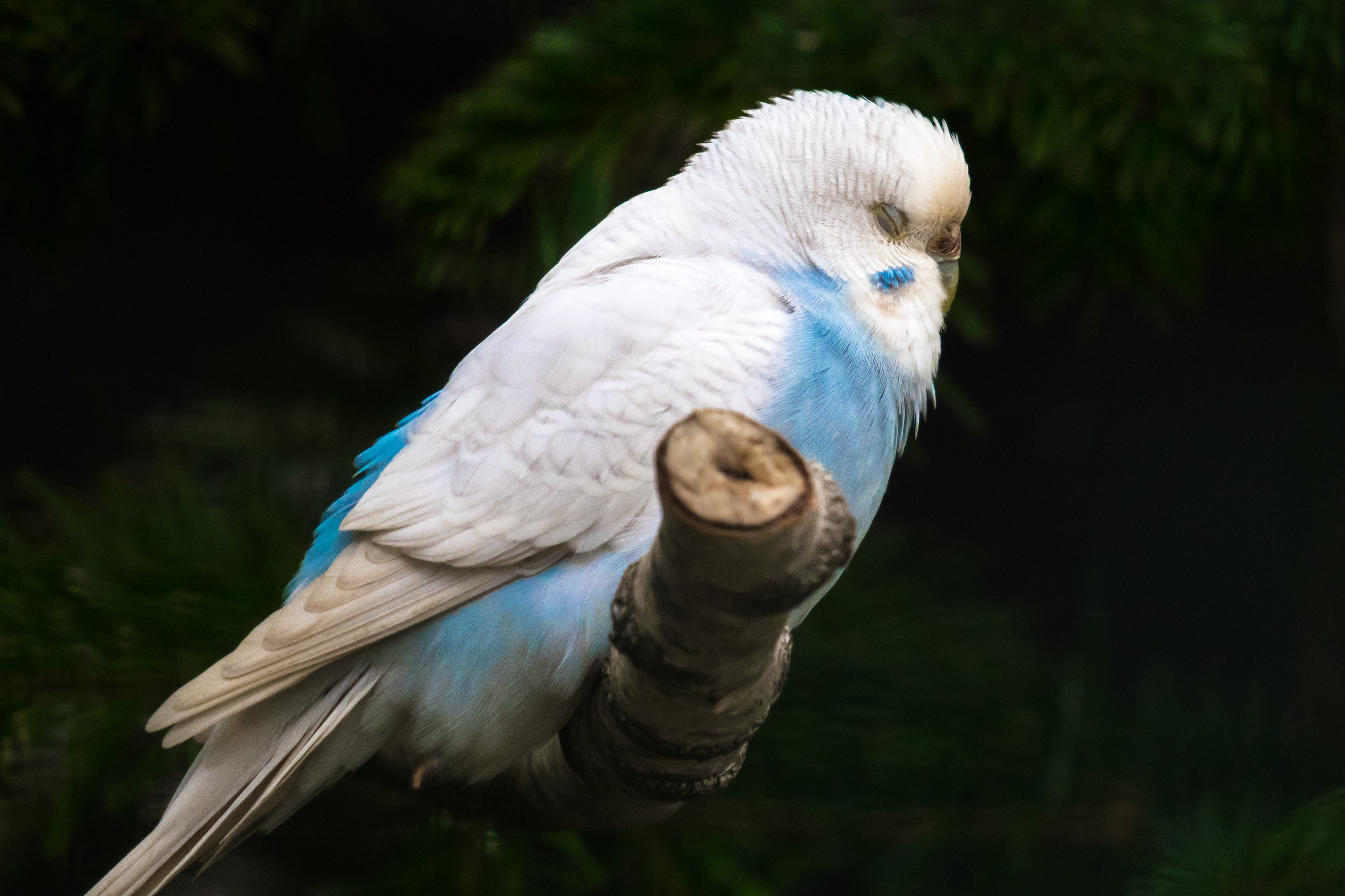 animals in the wild, parakeet, focus on foreground, plumage, animal eye, animal portrait, snooze, bill, beak, looking, animal wildlife, eyelid, white color, HD Wallpaper