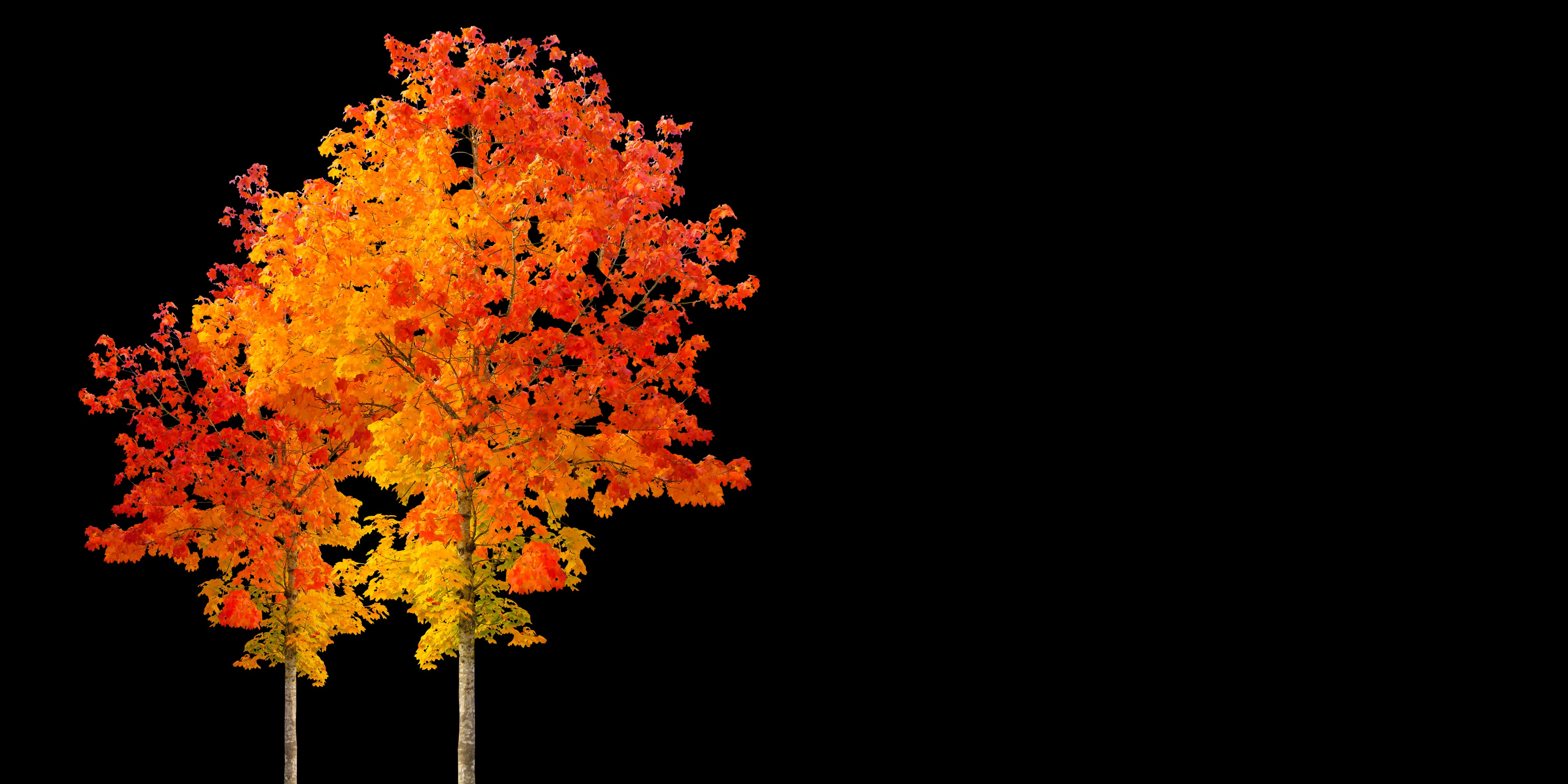 no people, outdoors, night, autumn greetings, close-up, change, nature, autumn beginning, greeting card, maple leaf, orange color, colored, studio shot, HD Wallpaper