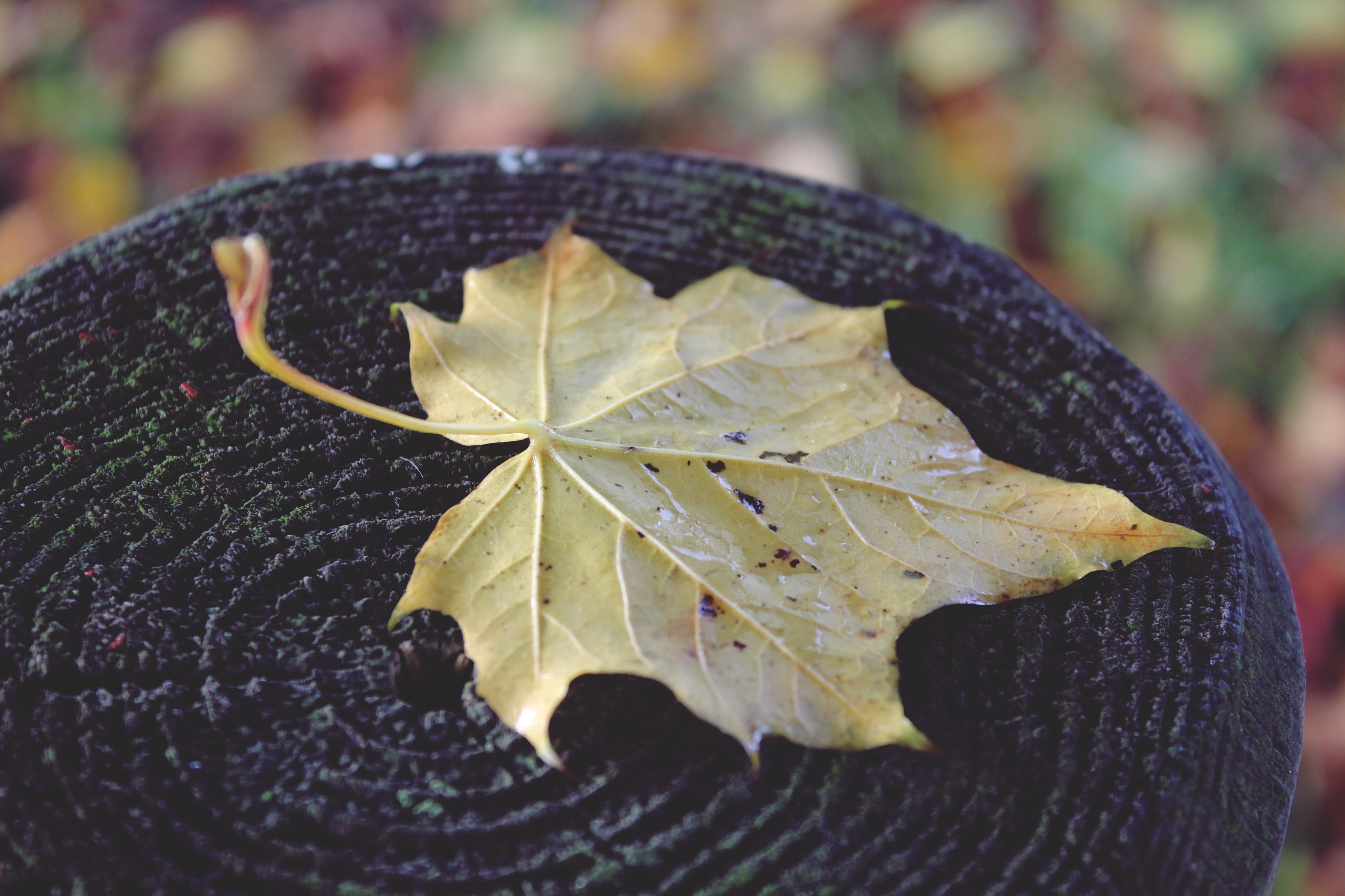 selective focus, dry, change, wood, plant, wooden posts, fragility, outdoors, dew, vulnerability, beauty in nature, old, plant part, maple leaf, 4K, yellow, HD Wallpaper