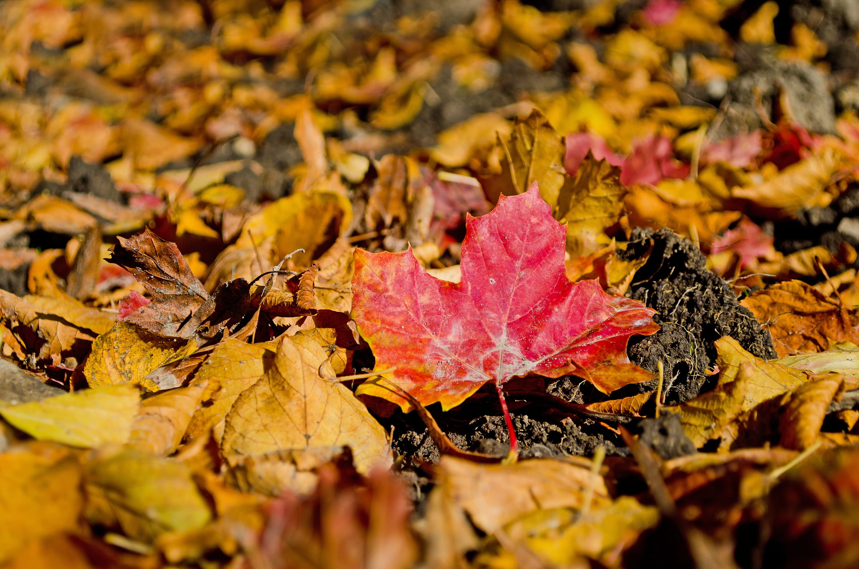 outdoors, greeting cards, brown, close-up, high angle view, november, field, natural condition, Color, day, yellow, decorations, maple Leaf, color Image, HD Wallpaper
