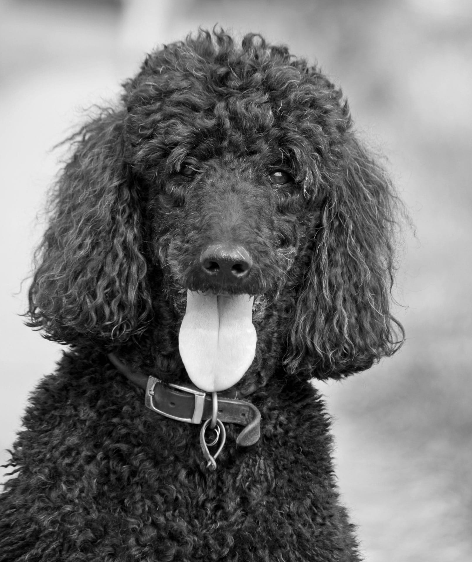 animal hair, pet, animal head, breed, purebred dog, canine, mouth open, animal body part, animal mouth, domestic, pedigree, 1080P, pet collar, portrait, Phone HD Wallpaper