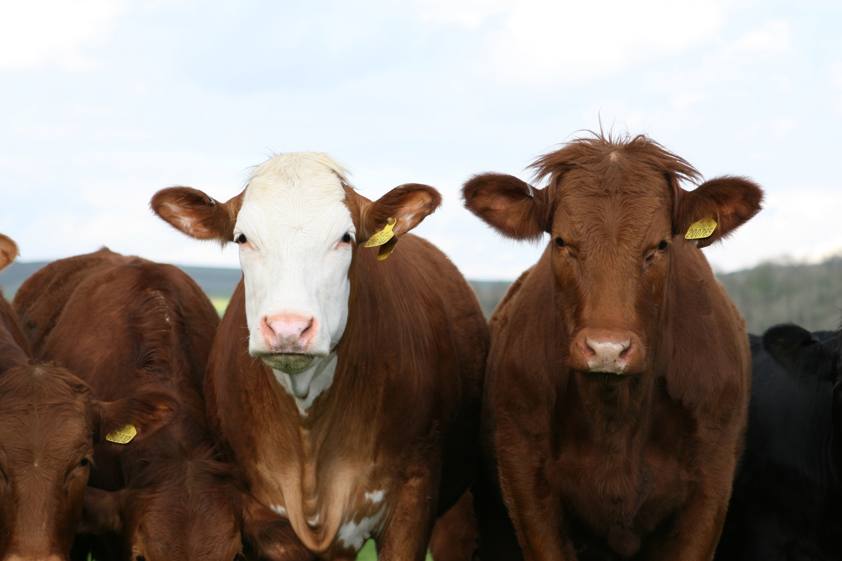 livestock, mammal, beef, outdoors, ranch, animal, domestic animals, herd, meadow, 2K, bovine, animal themes, domestic, copy, group of animals, herbivorous, HD Wallpaper