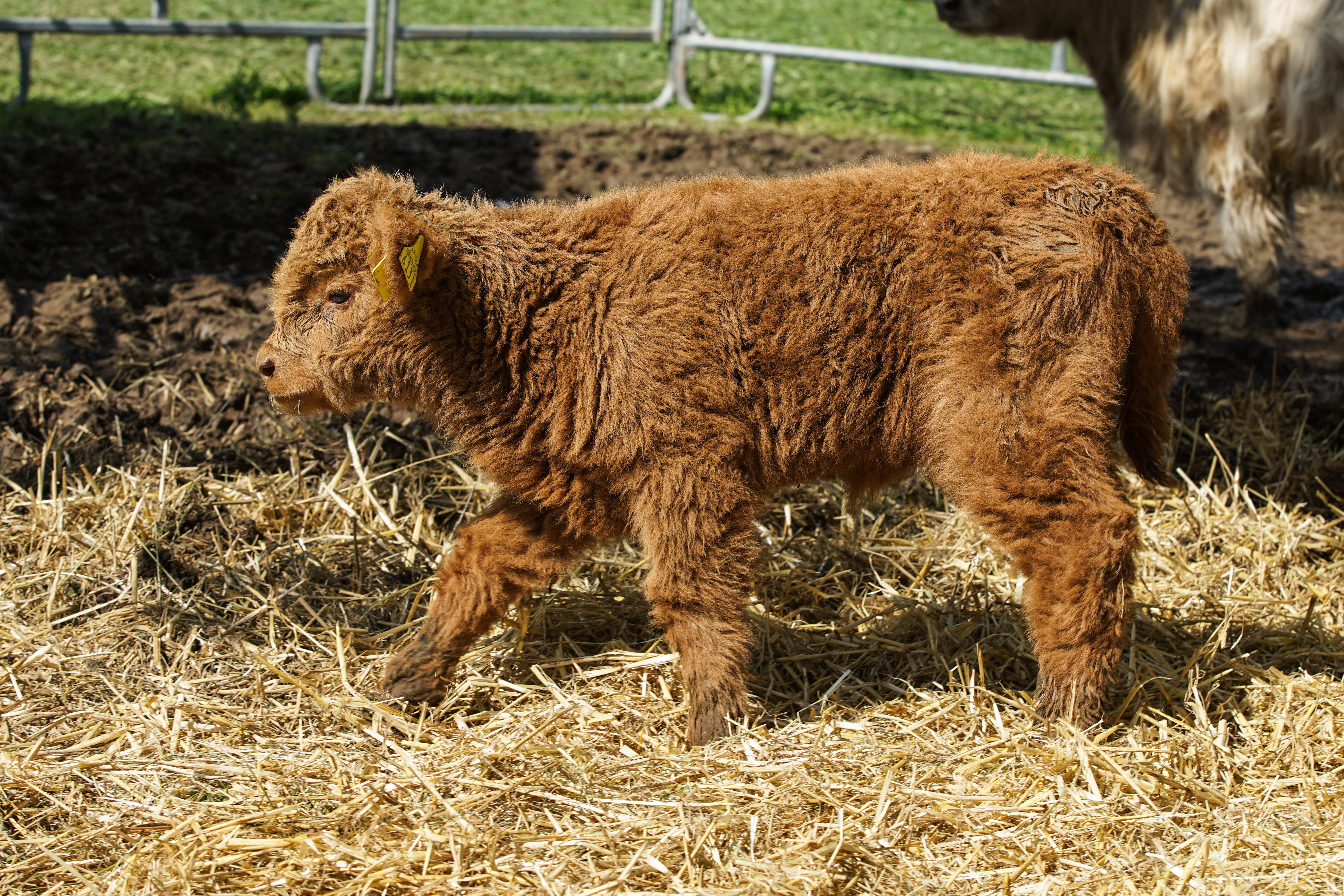 cattle, pasture, no people, cute, scotland, close, domestic, herbivorous, agriculture, young, plant, 5K, cows, brown, graze, highlands, calf, alm, vertebrate, HD Wallpaper