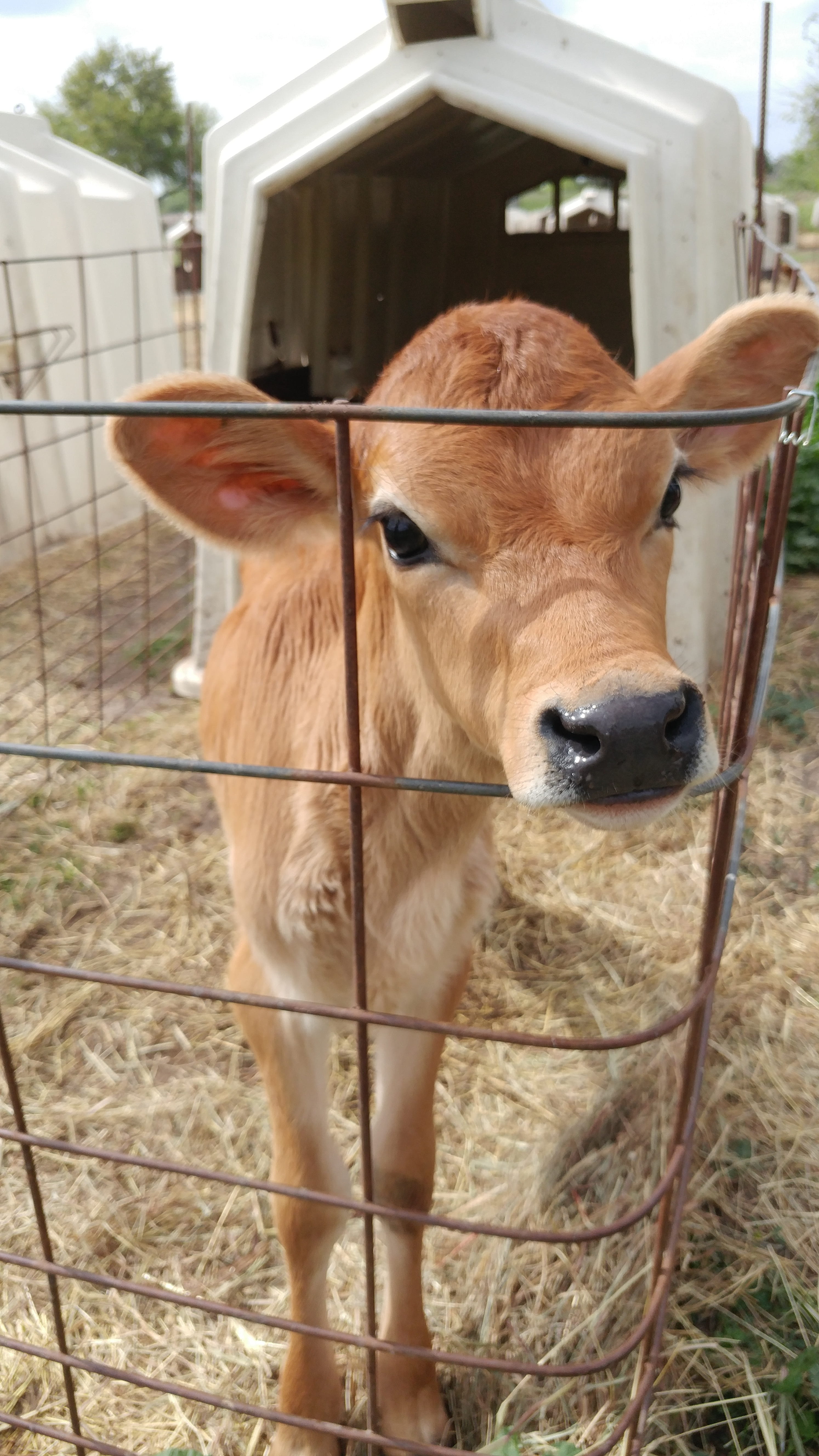 nature, day, farm, close-up, animal themes, herbivorous, calf, 5K, animal, no people, cow, cattle, fence, domestic, brown, milk, jersey, outdoors, baby, Phone HD Wallpaper