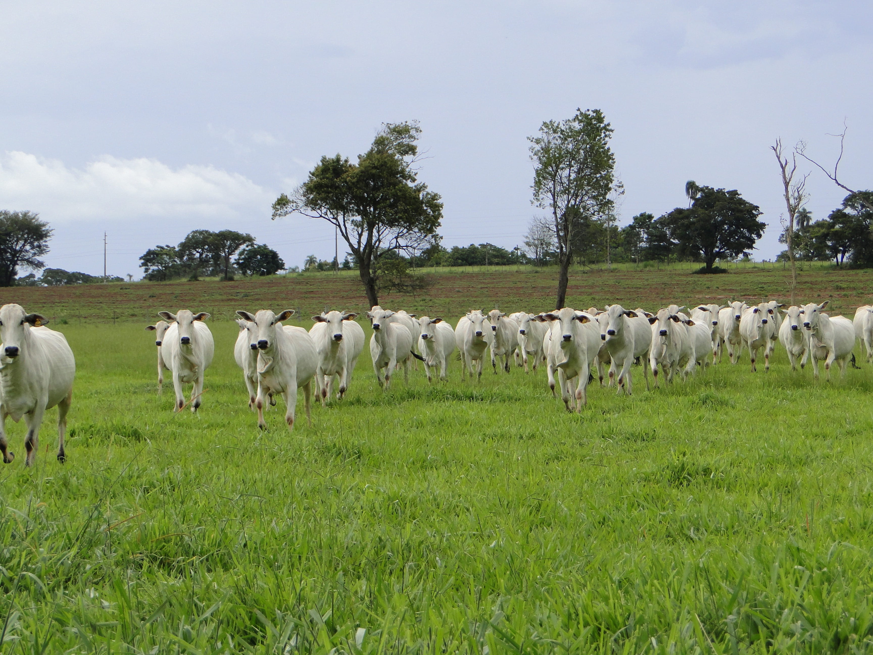 dairy, rural, large group of animals, group Of Animals, no people, 2K, vertebrate, stock, nature, sky, rural Scene, animal, herd, pasture, outdoors, Cattle, HD Wallpaper