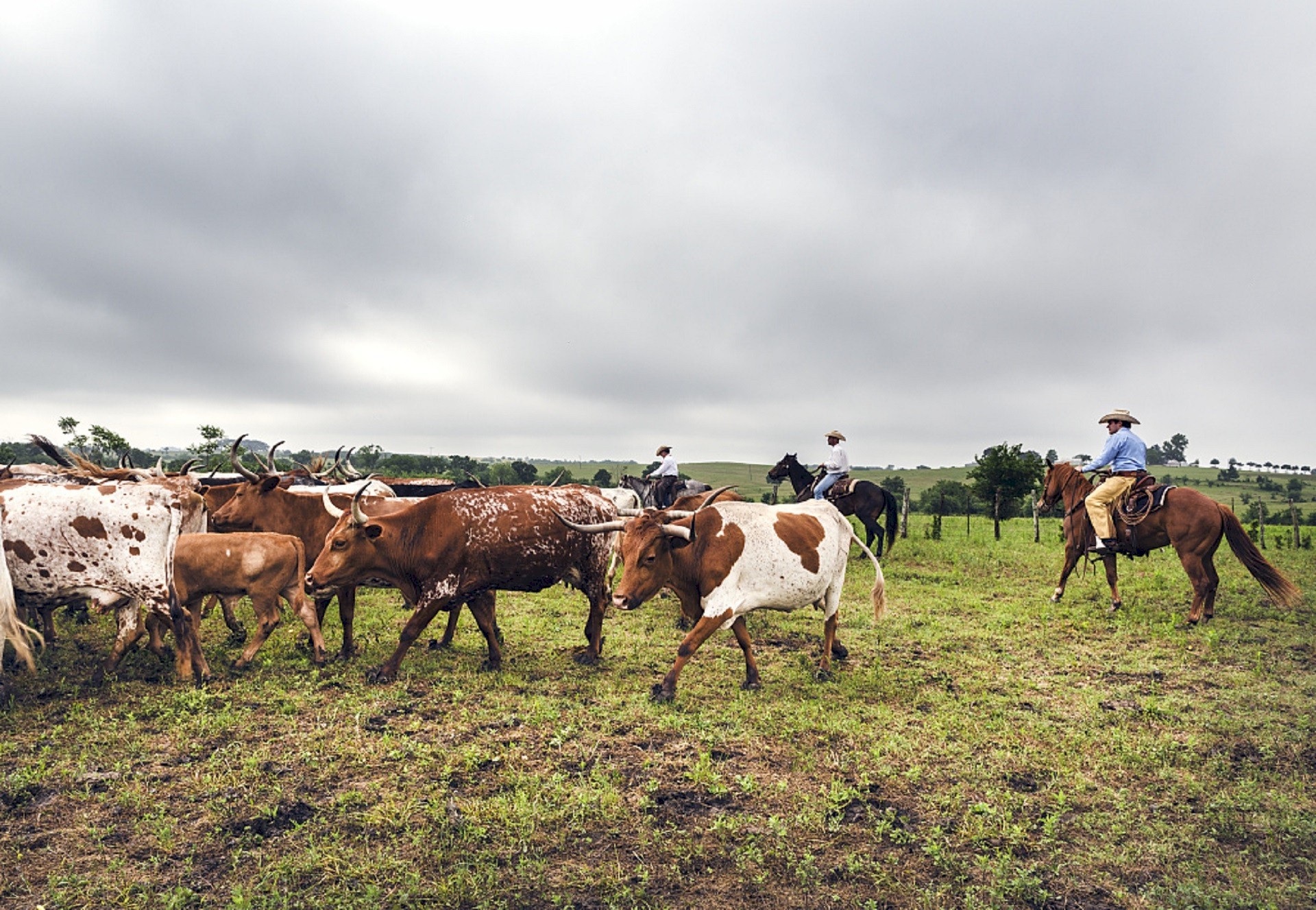 domestic animals, horse, animals, daytime, field, vertebrate, livestock, green, nature, countryside, cows, mammal, grass, cowboys, animal, ranch, animal themes, HD Wallpaper