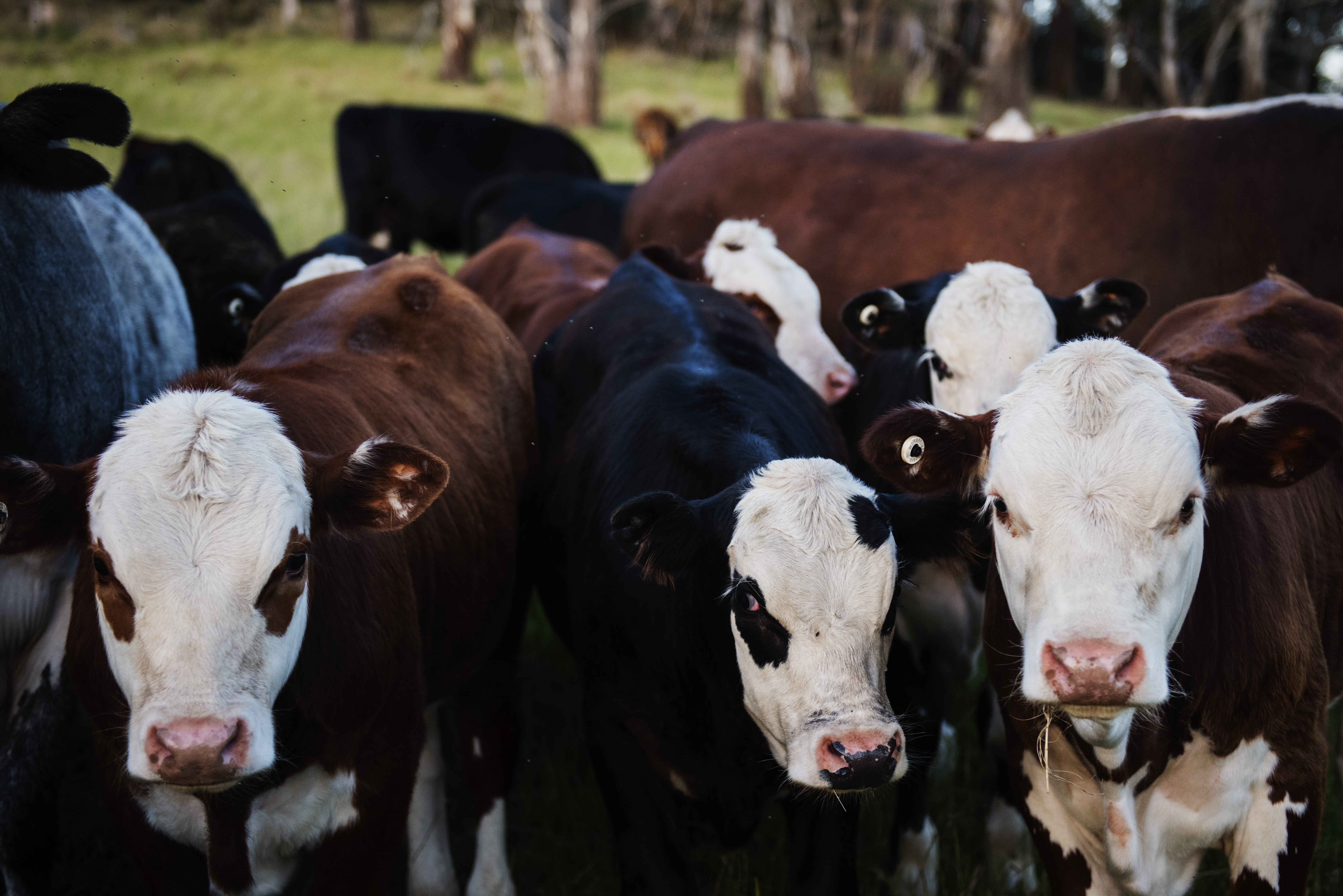 5K, photo, cow, countryside, barn, farm, mammal, domestic cattle, beef cattle, animal themes, pasture, country, animals, domestic animals, pets, domestic, HD Wallpaper