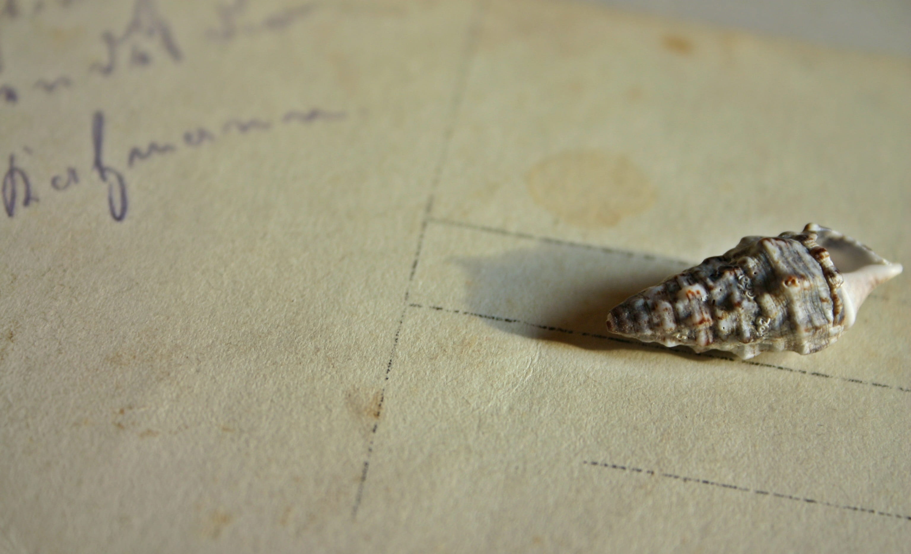 insect, old paper, lettering, antique, memories, holiday greeting, animals in the wild, greeting, 2K, one animal, land, paper, nostalgic, map, seashell, HD Wallpaper