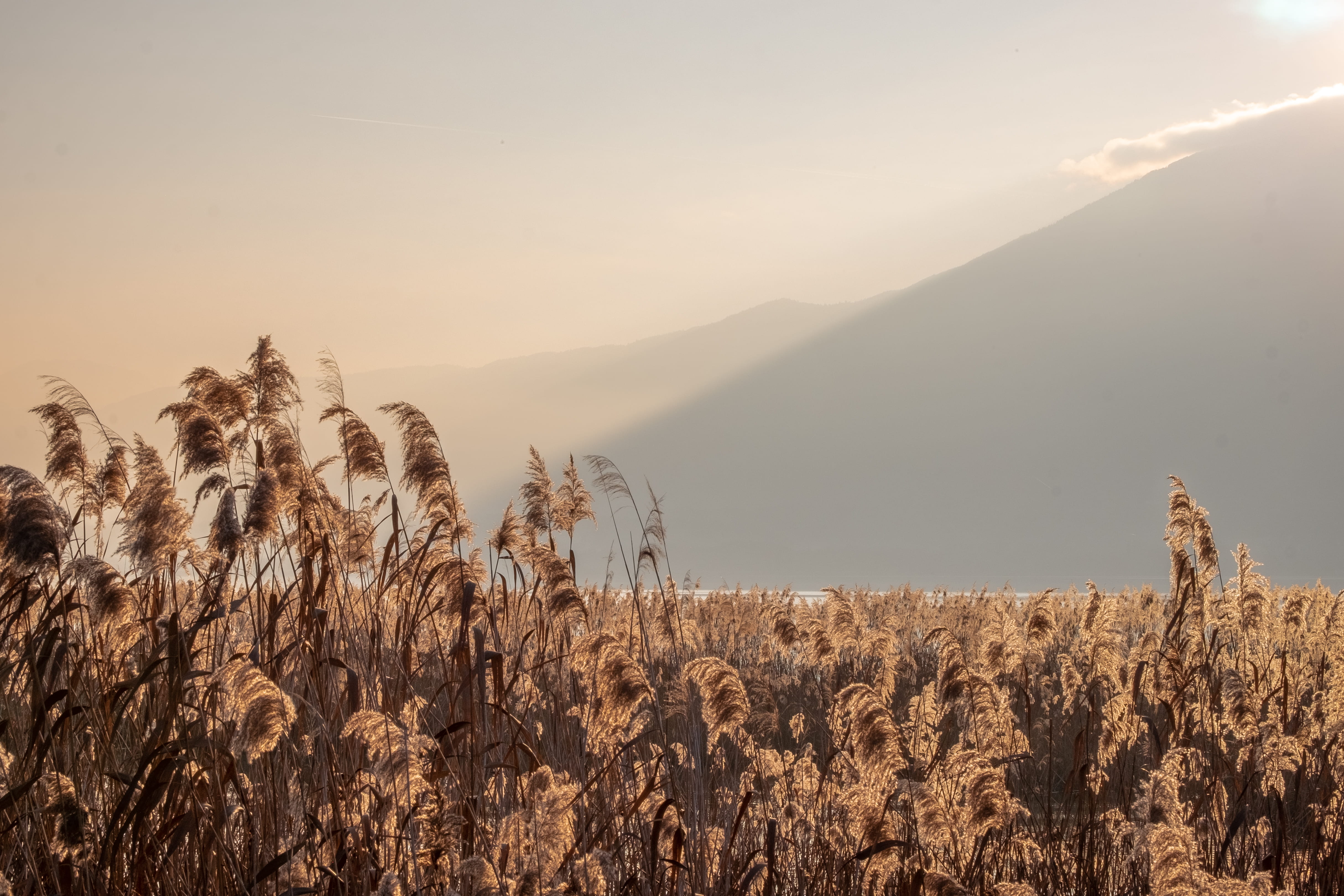 scenics - nature, aix-les-bains, sky, mammal, outdoors, giraffe, sunrise, grain, nature, plant, produce, mountain, animal, vegetable, growth, france, vegetation, HD Wallpaper