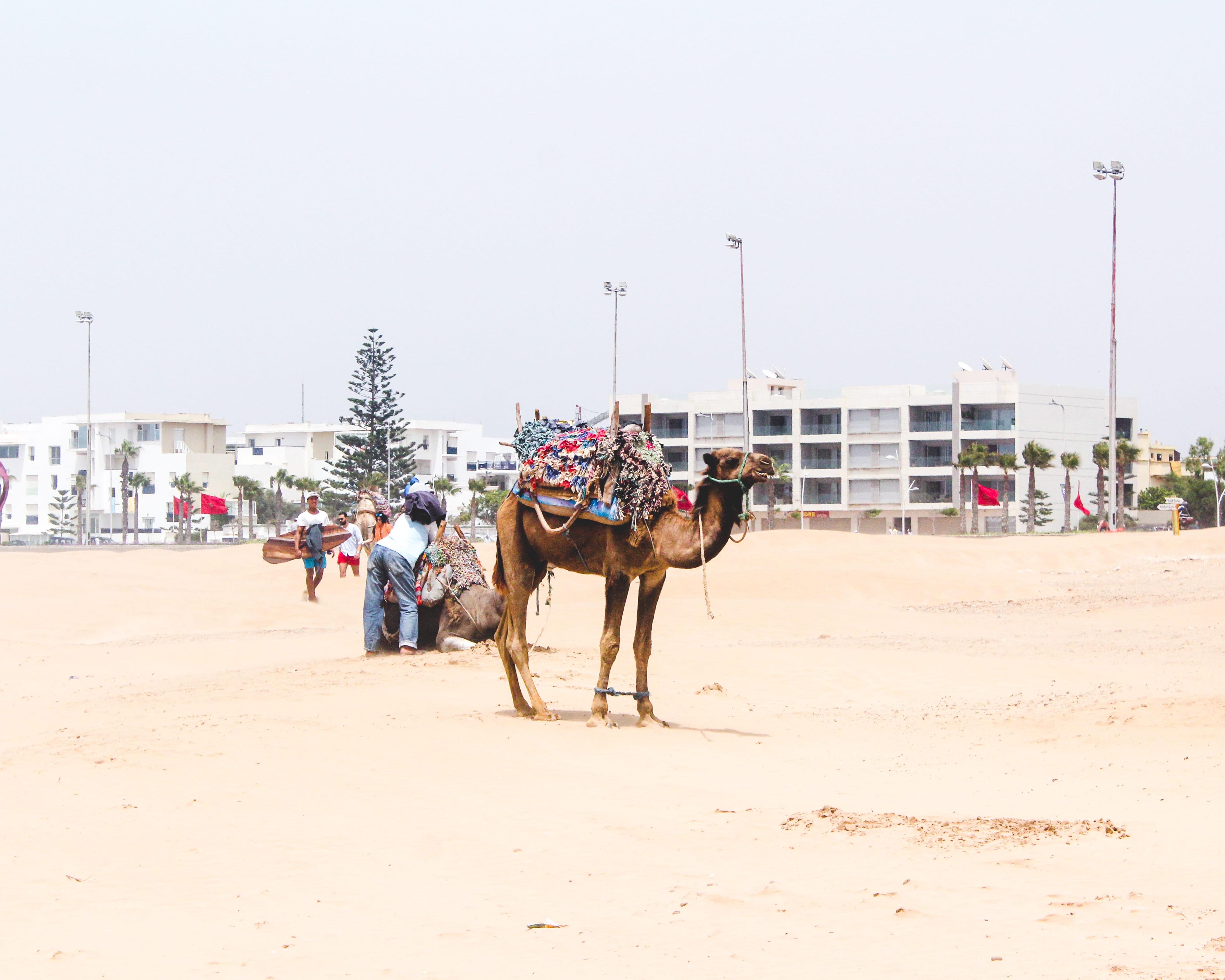 camel, summer, pets, real people, morocco, domestic, nature, turquoise, people, 4K, sky, mammal, working animal, vacation, tropical, incidental people, HD Wallpaper