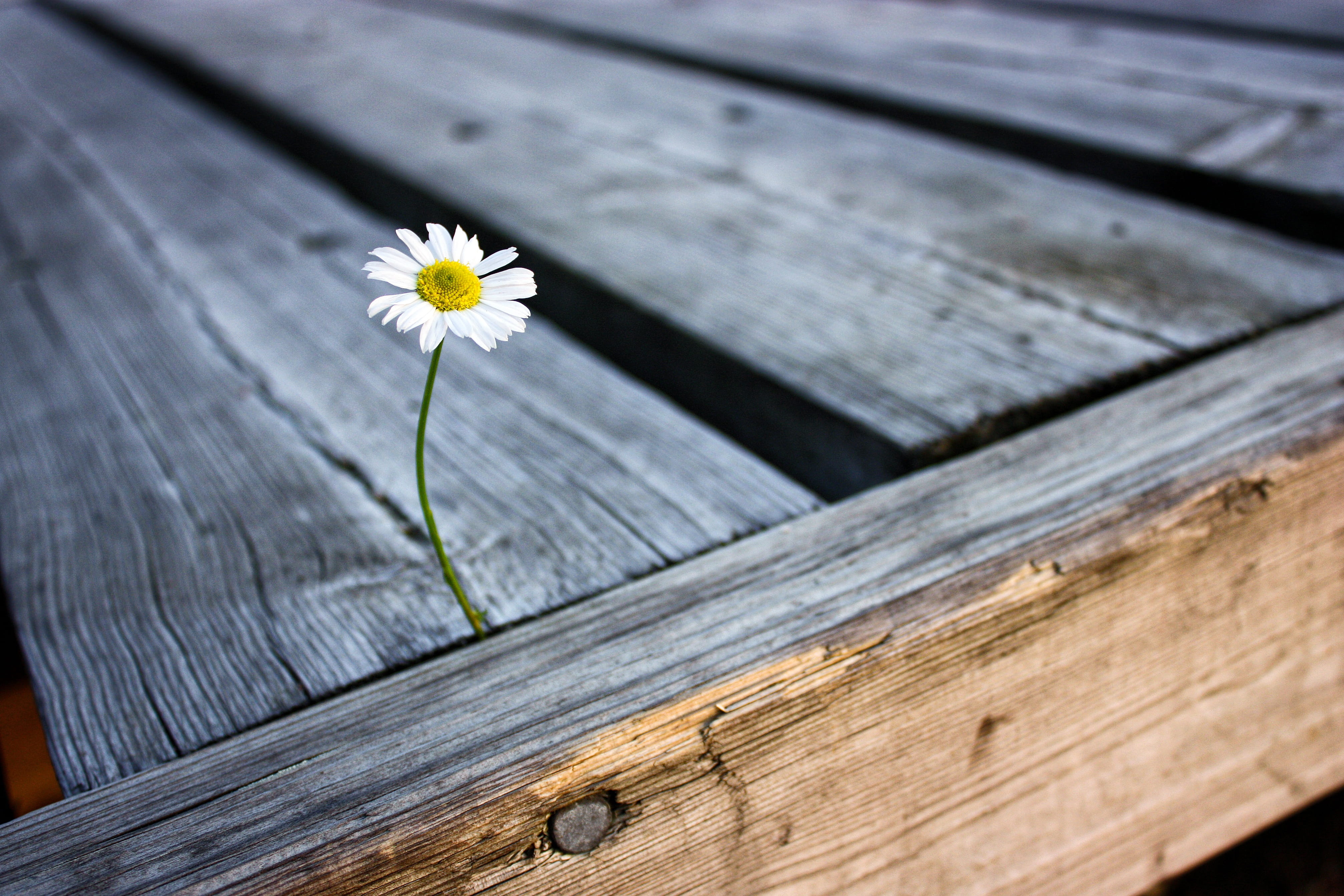 focus on foreground, summer, flowering plant, close-up, 4K, daisy, vulnerability, pier, natural flower, finnish, flower head, pollen, nature, blossom, HD Wallpaper