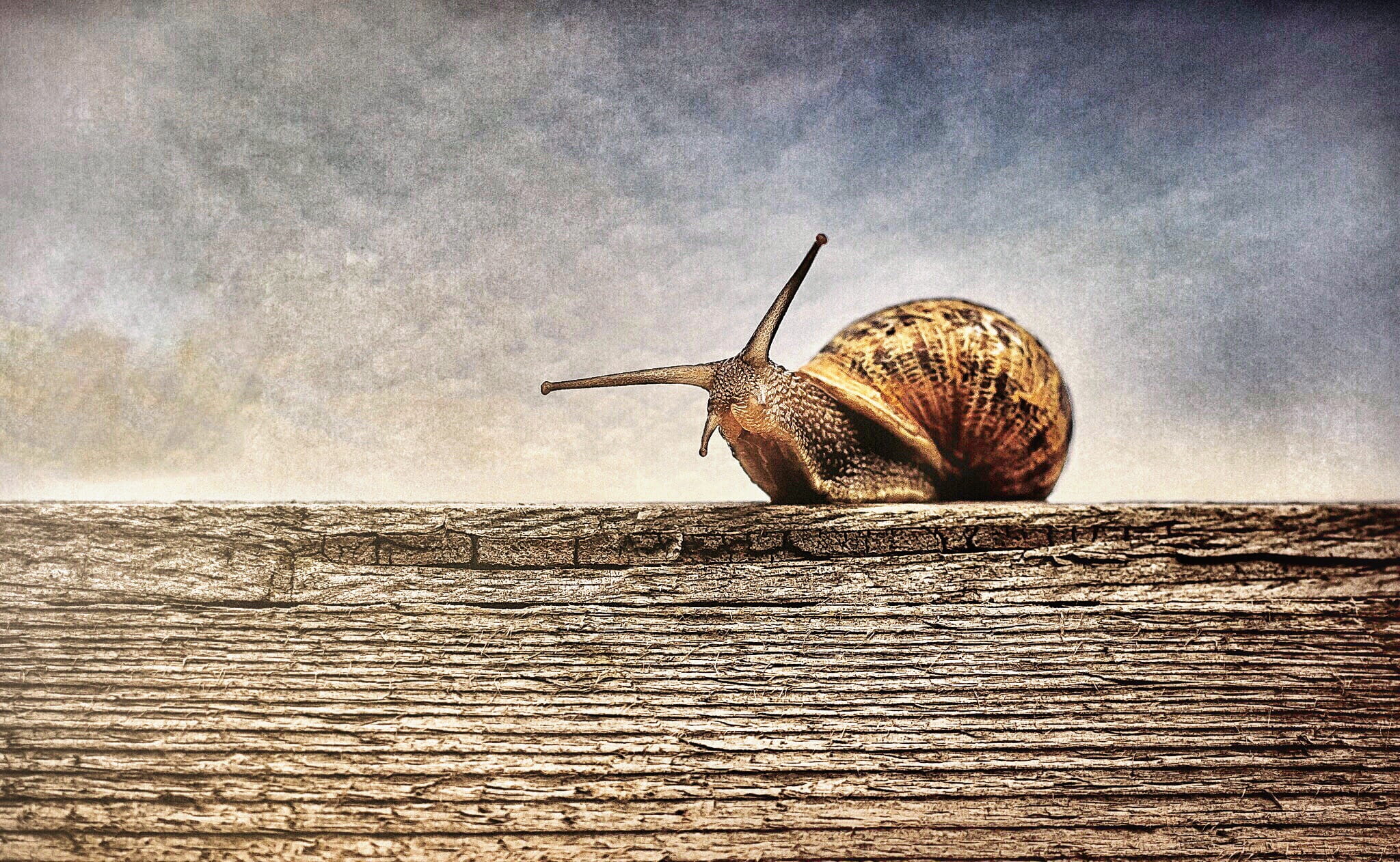 slug, wood - material, animal themes, one animal, slimy, mollusk, photography, gastropod, animal, wooden, animals in the wild, animal shell, brown, snail, HD Wallpaper