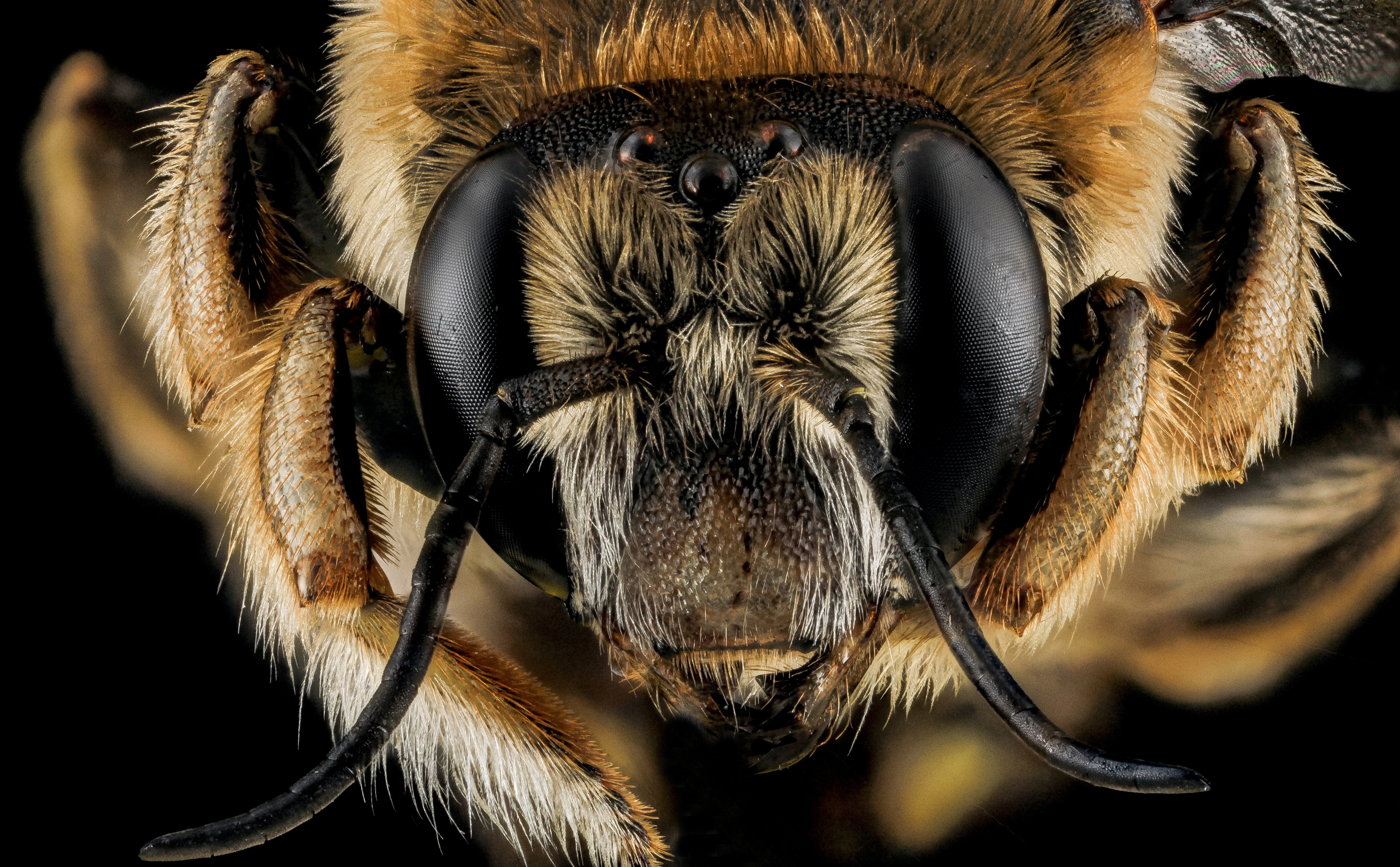 zoology, droege, biml, animals in the wild, no people, aculeata, animal head, ocelli, hymenoptera, Antenna, pollinator, eye, tegulae, anthidiini, anthidium, HD Wallpaper