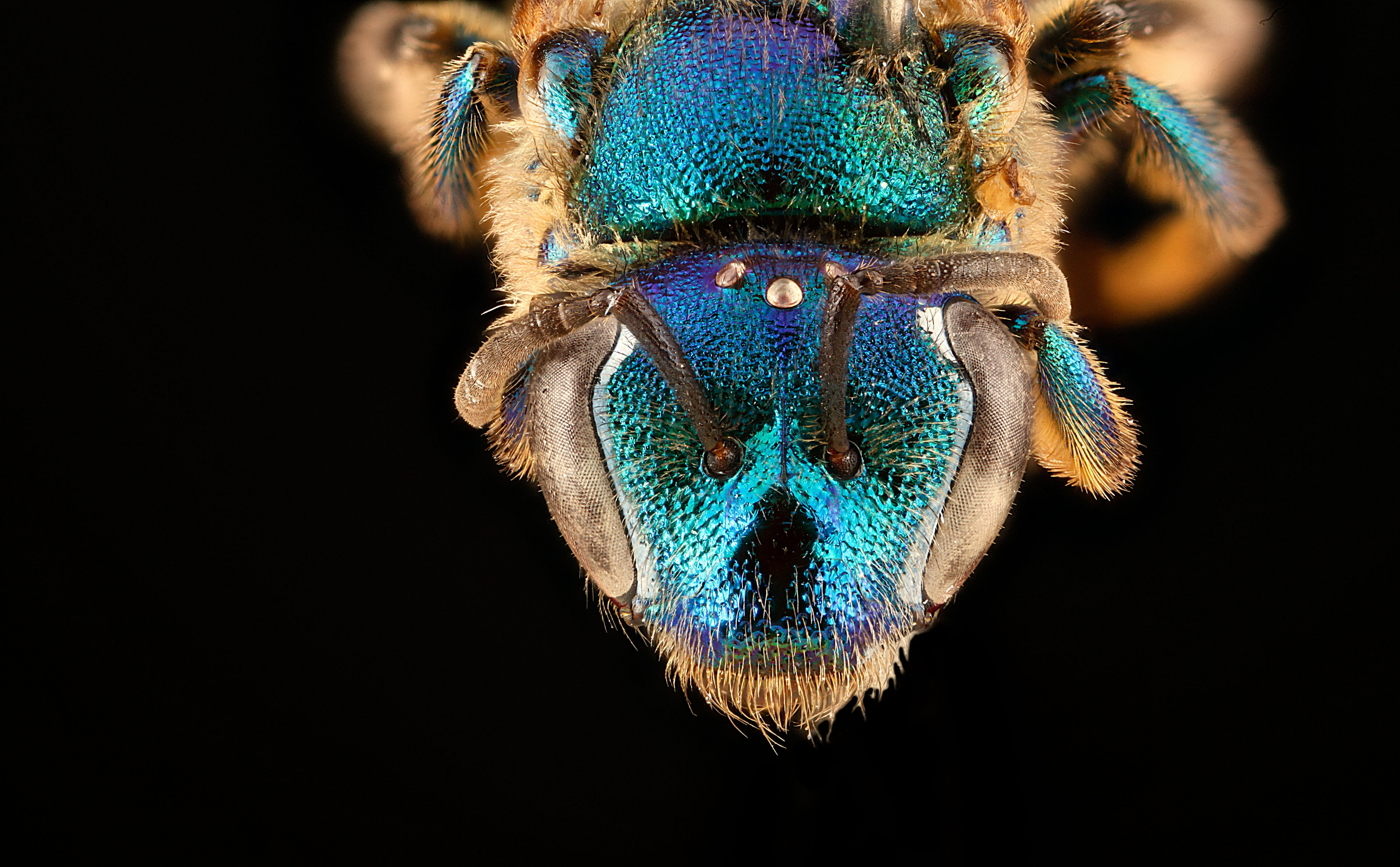copy space, teal, sensoryorgans, Macro, Aero, arthropod, anthophila, antennae, zerenestacker, pollinator, droege, animal body part, bee, animal eye, Blue, HD Wallpaper