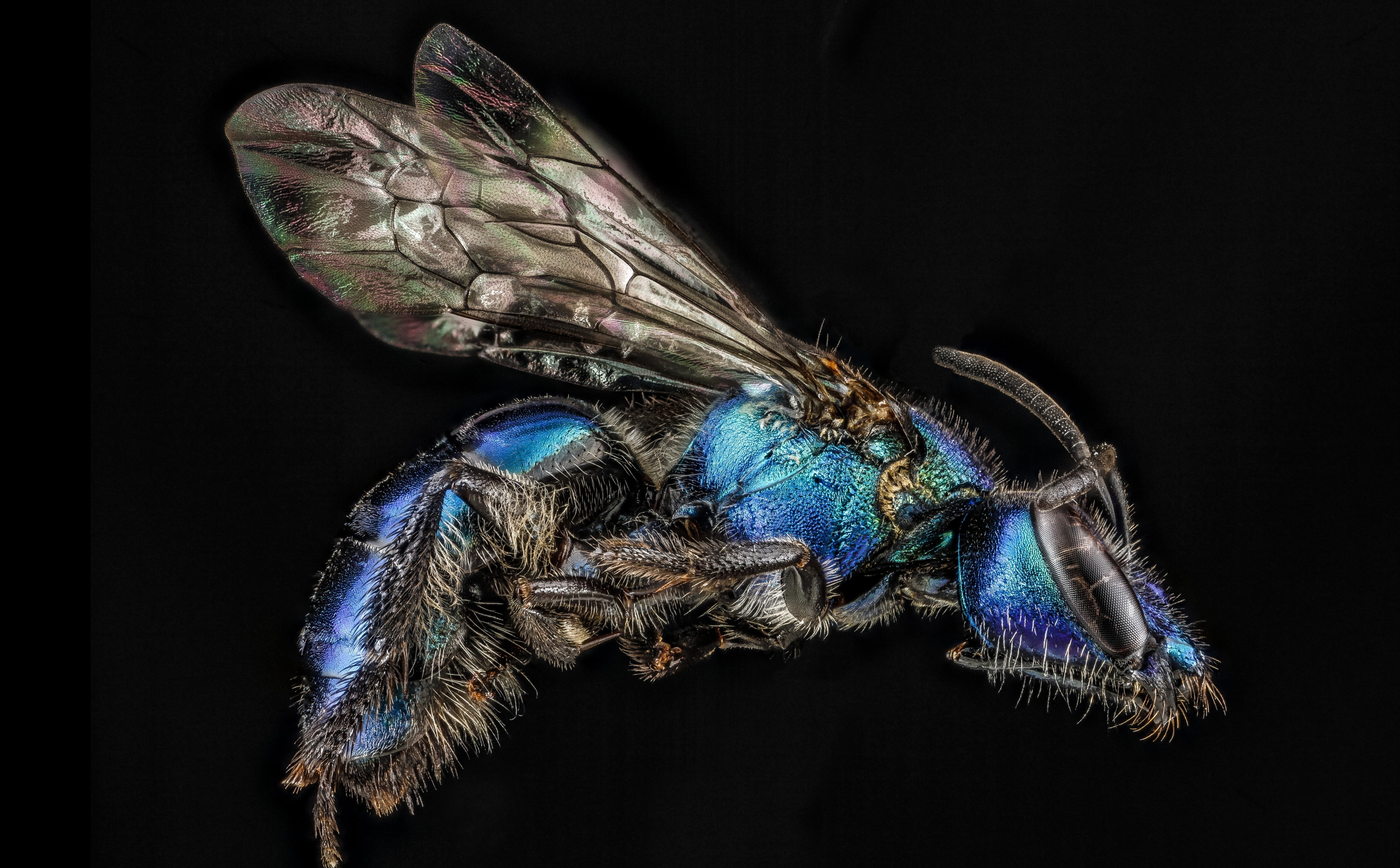 invertebrate, no people, sweatbees, arthropoda, black background, aculeata, regina, animal wing, halictinae, pollinators, one animal, bee, abdomen, dominicanrepublic, HD Wallpaper