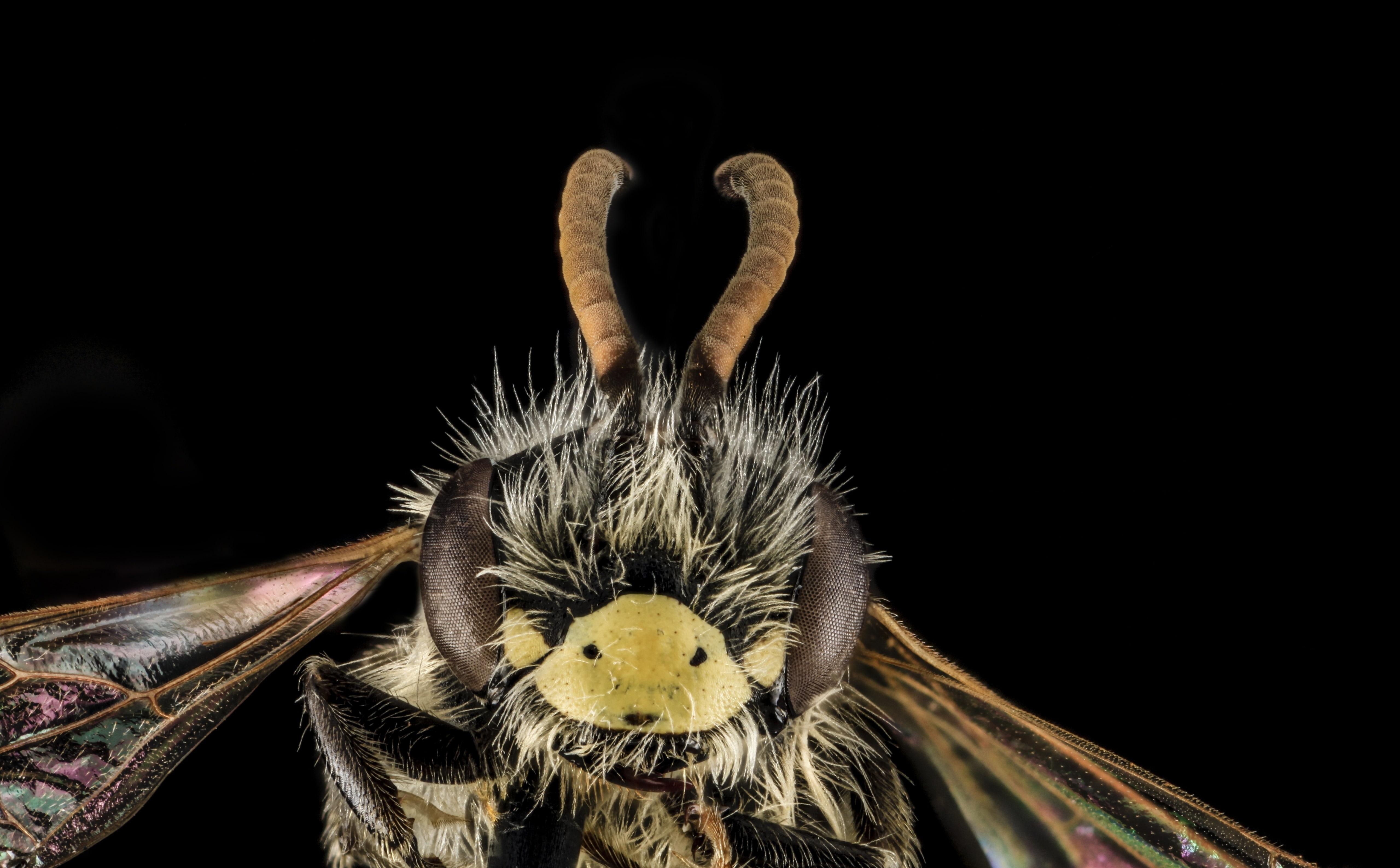 Insect, pollinator, andrena, animal head, mammal, nida, apoidea, animal themes, pollinators, copy space, invertebrate, andreninae, CalvertCounty, studio shot, HD Wallpaper